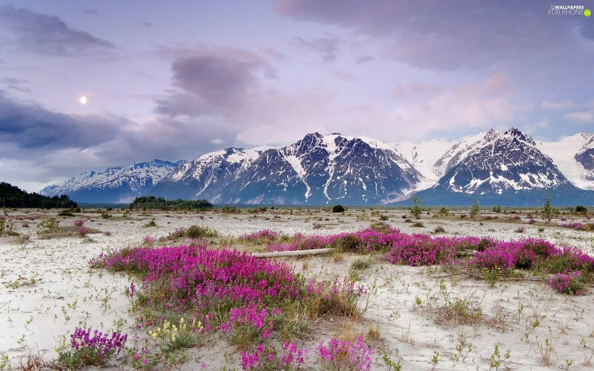 Mountains, Flowers