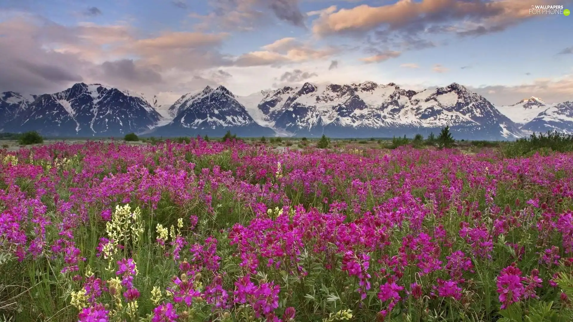 Mountains, Flowers