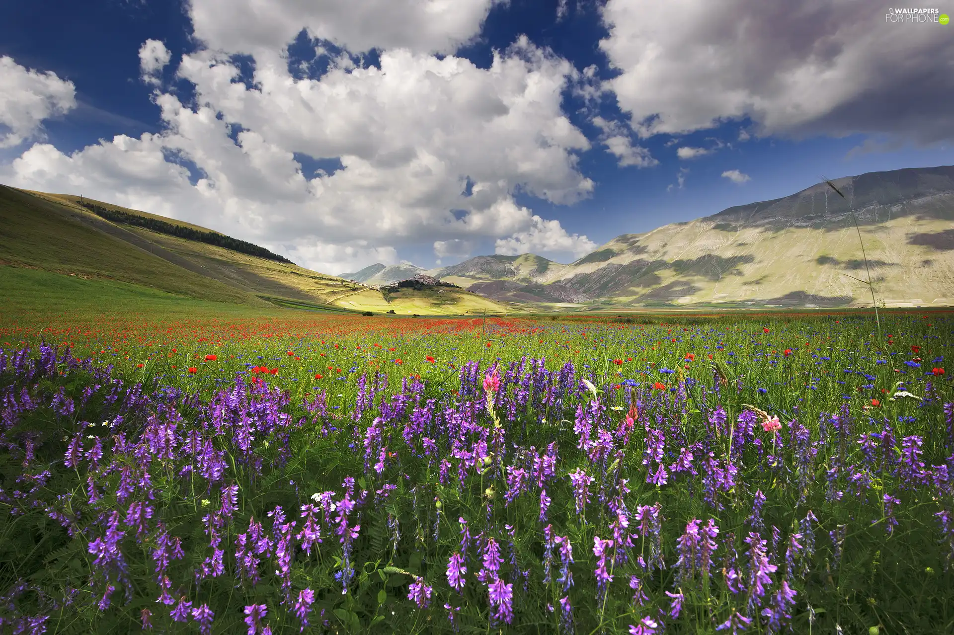 Mountains, clouds, Flowers, White