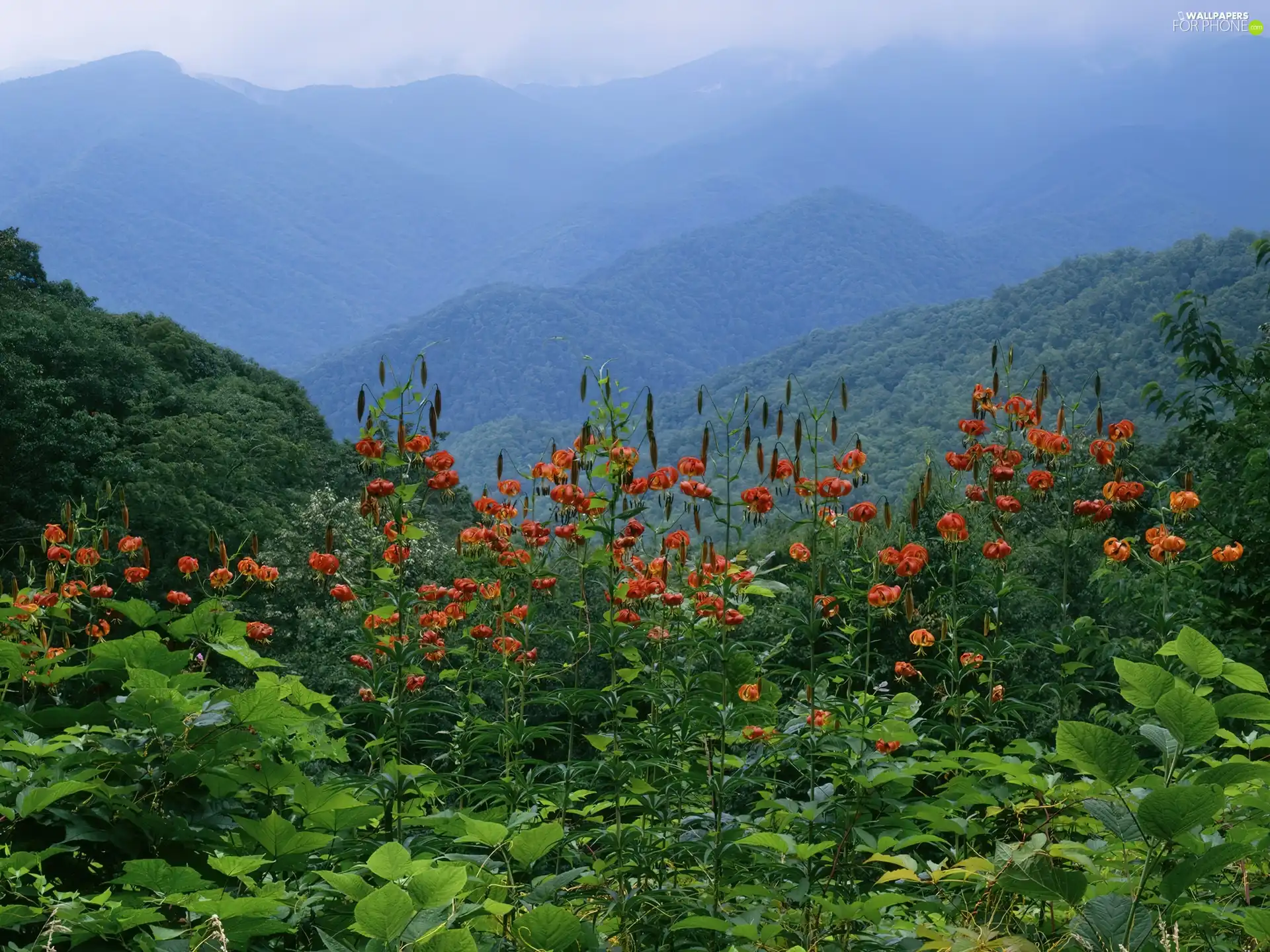 Flowers, forested, Mountains