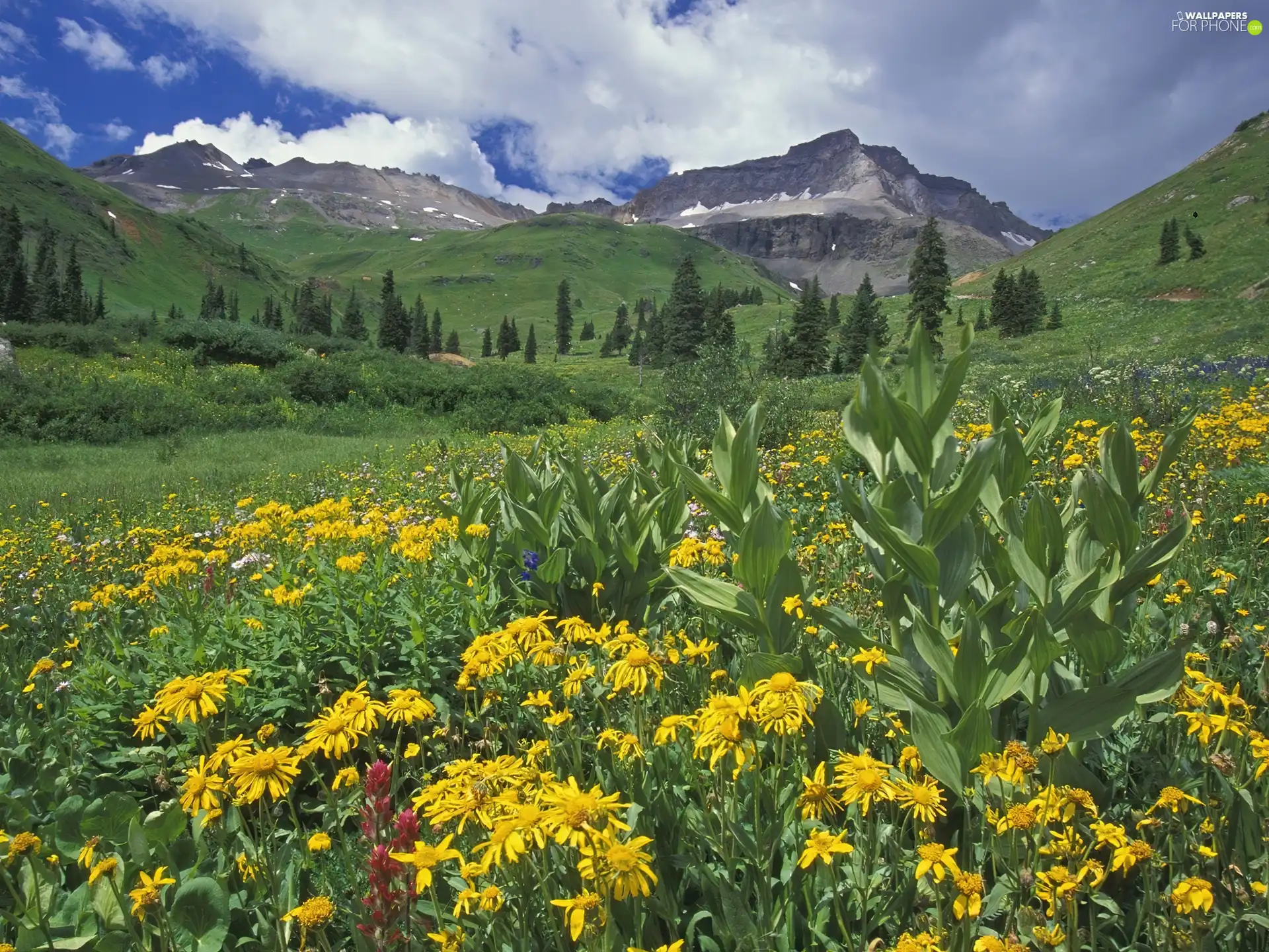 Flowers, Meadow, Mountains