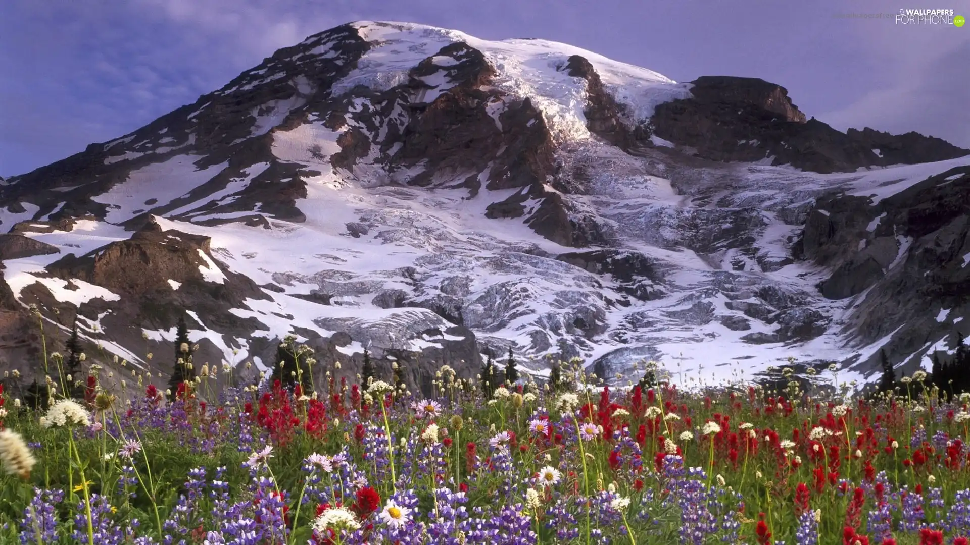 Flowers, Snowy, Mountains