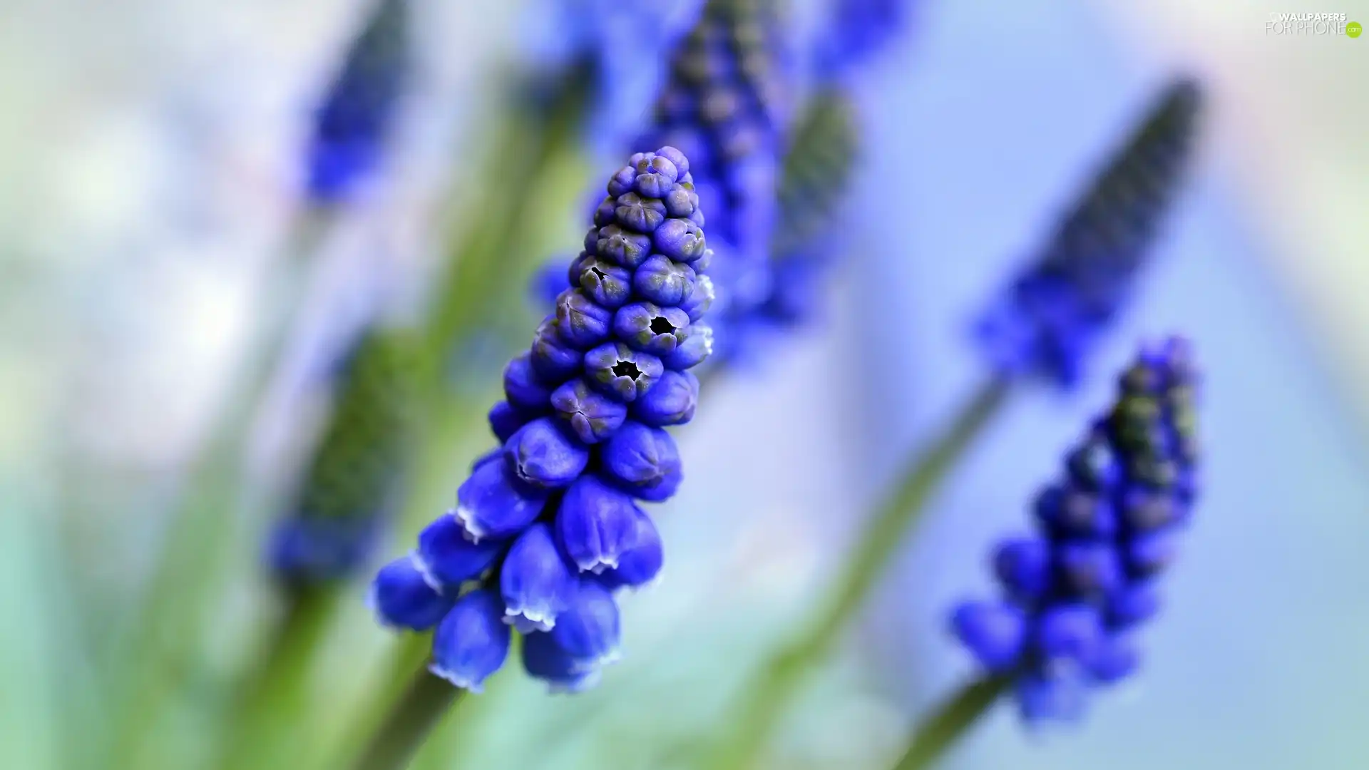 Muscari, blue, Colourfull Flowers