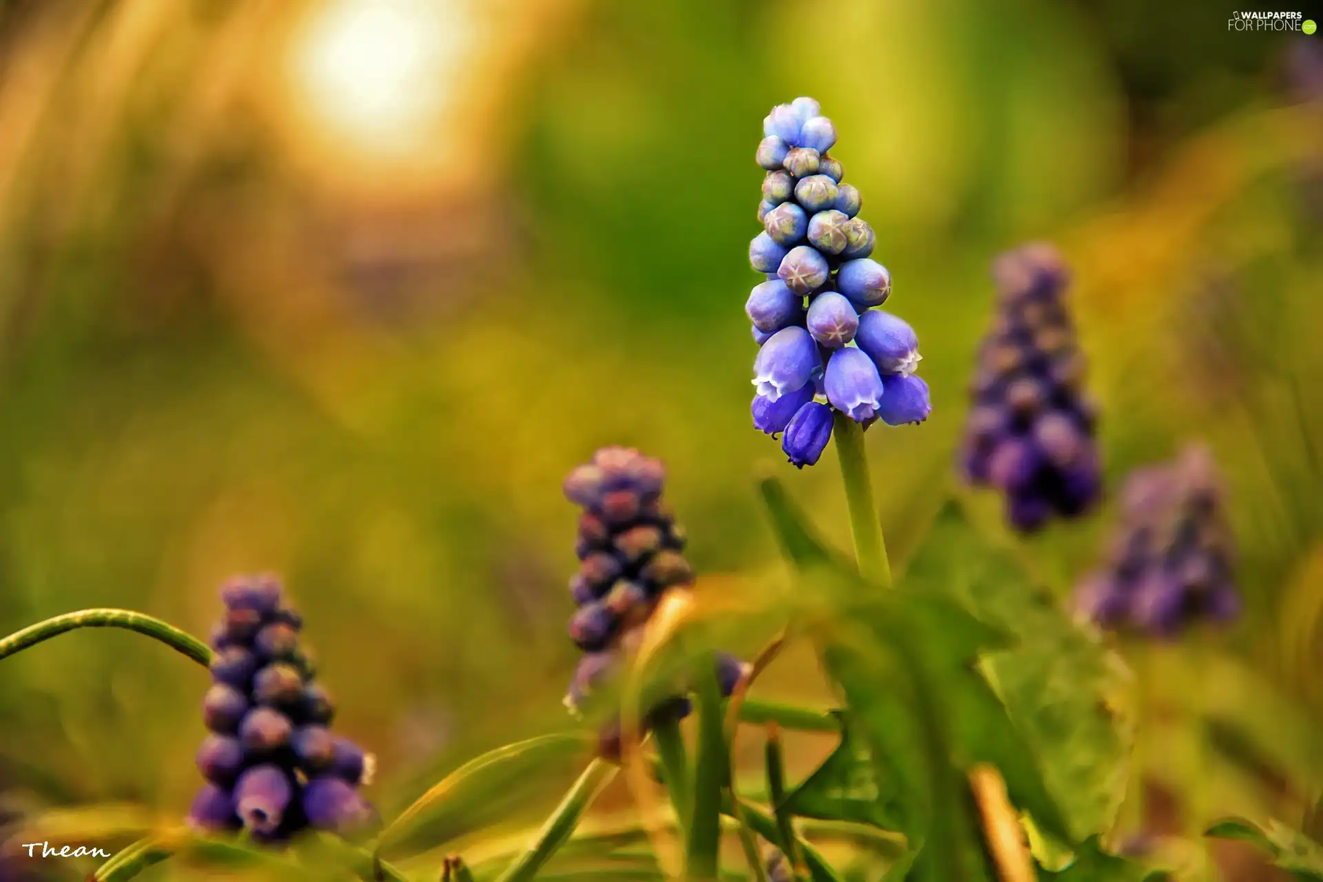 Muscari, Flowers