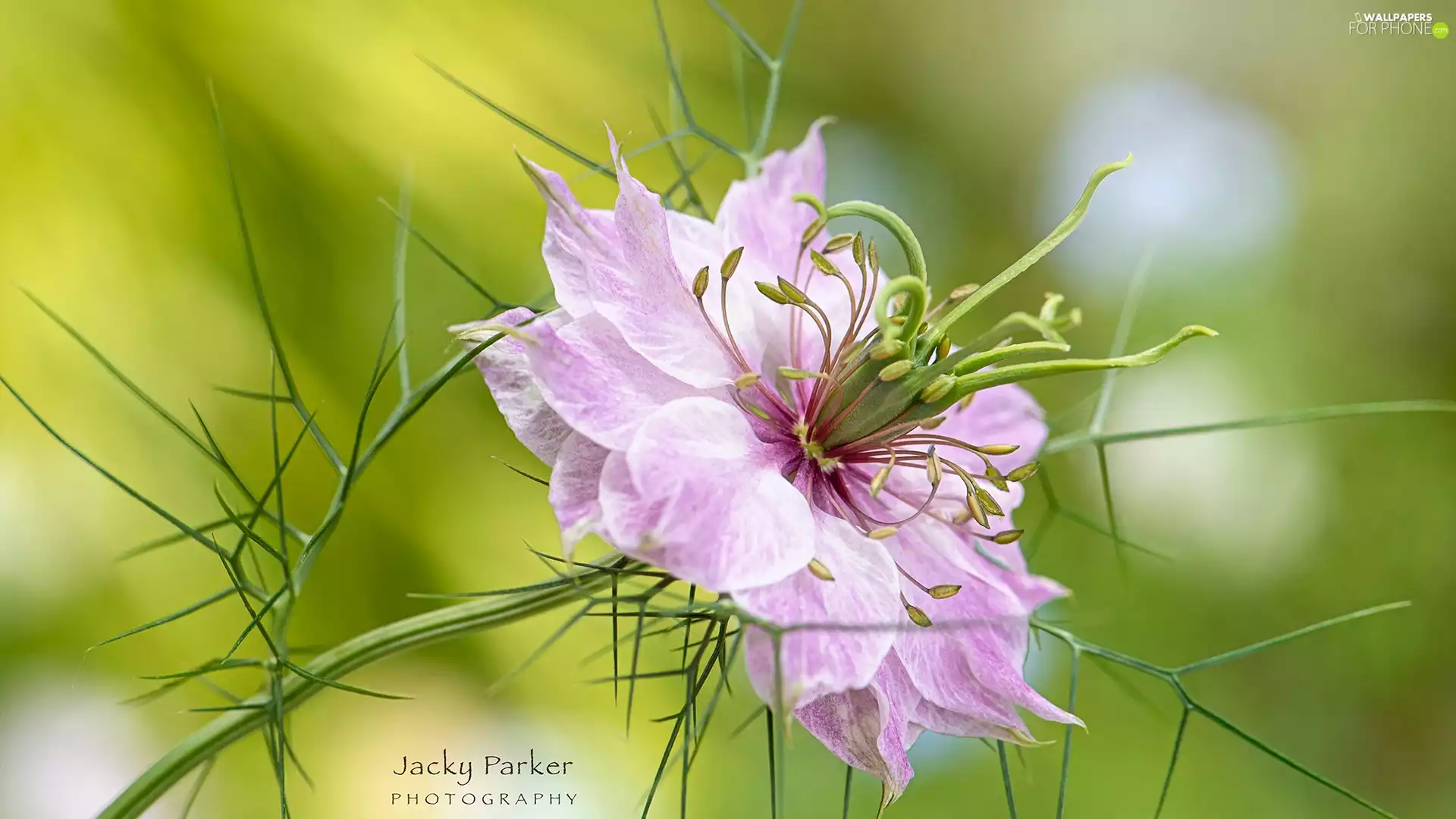 Colourfull Flowers, Nigella, Close, Pink