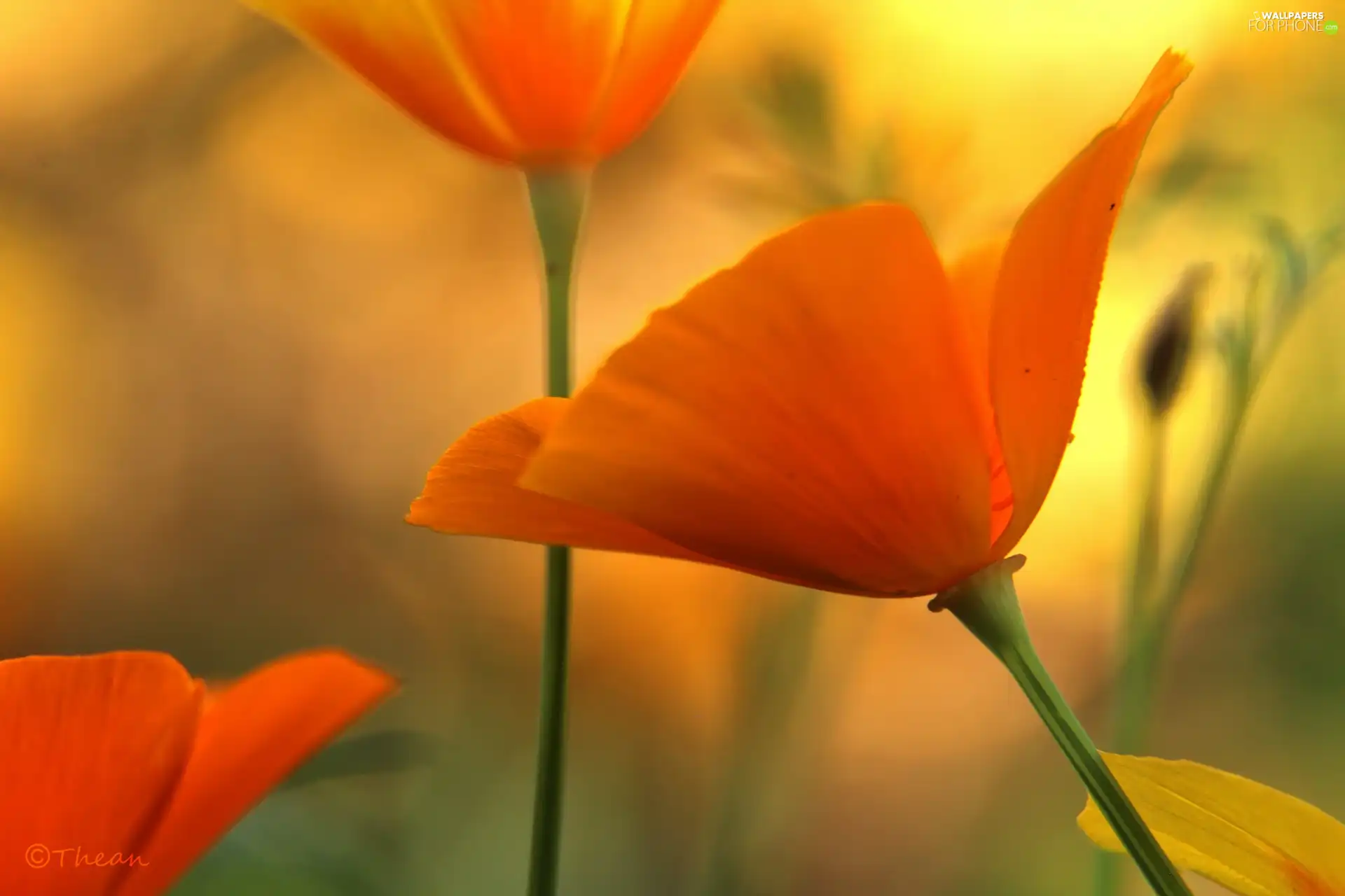 Orange, Flowers