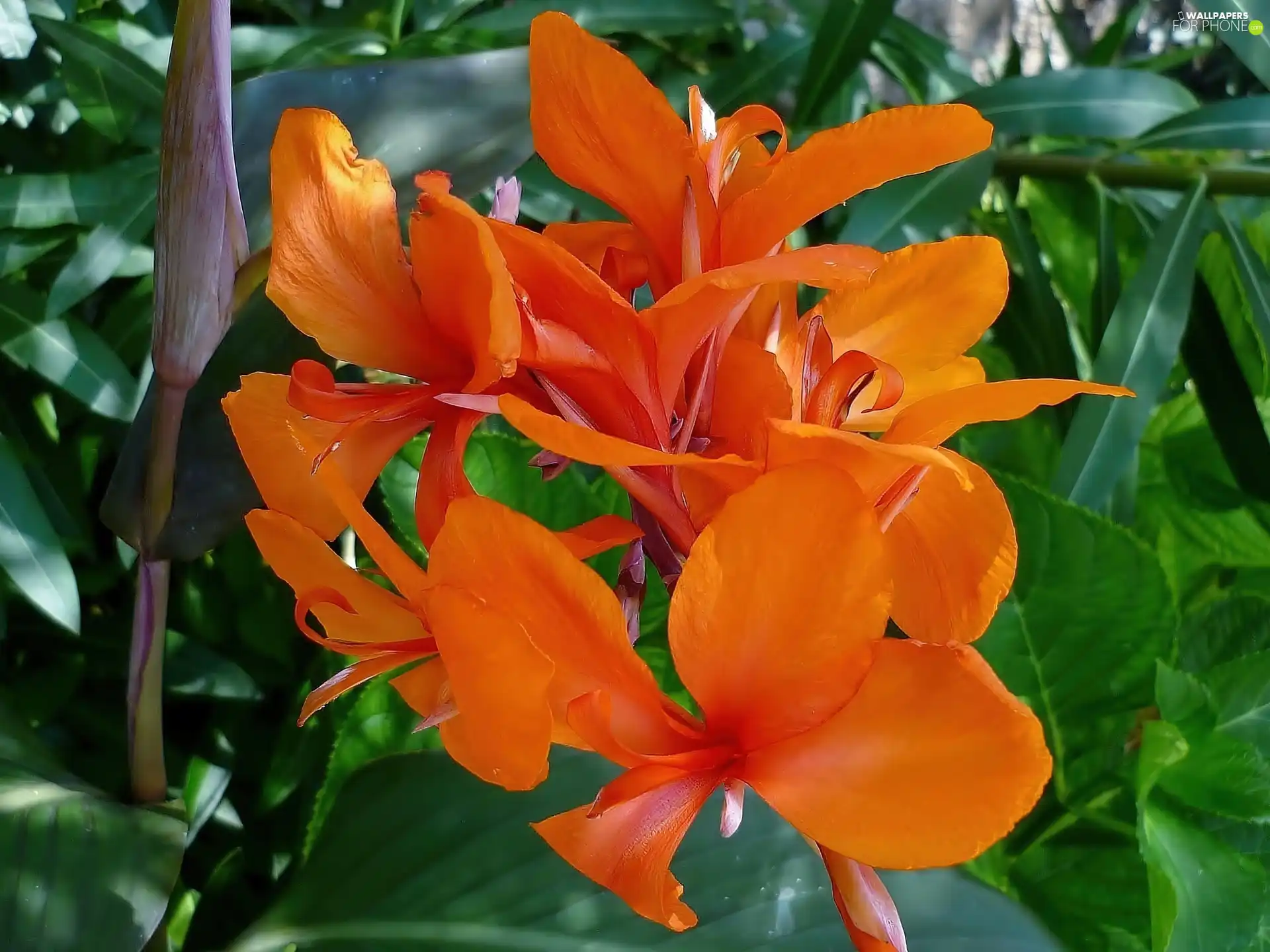 Orange, Flowers
