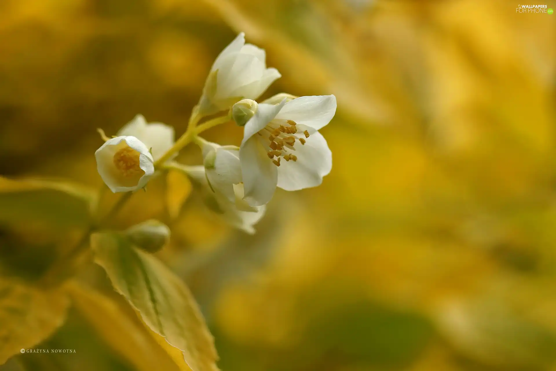 Mock Orange, White, Flowers, Bush