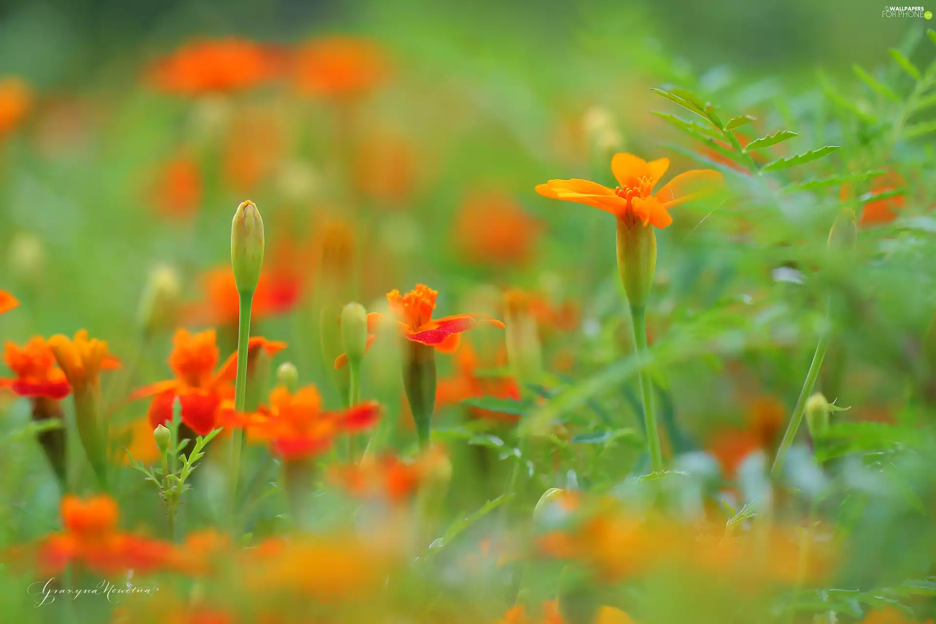 Flowers, Tagetes, Orange