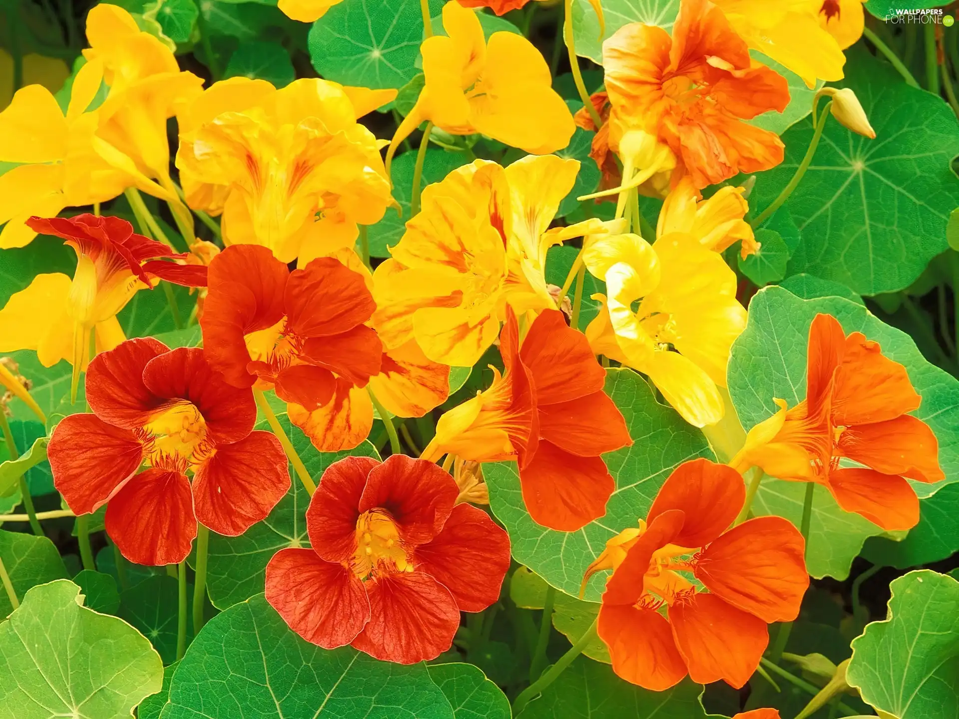 Orange, nasturtiums, Yellow