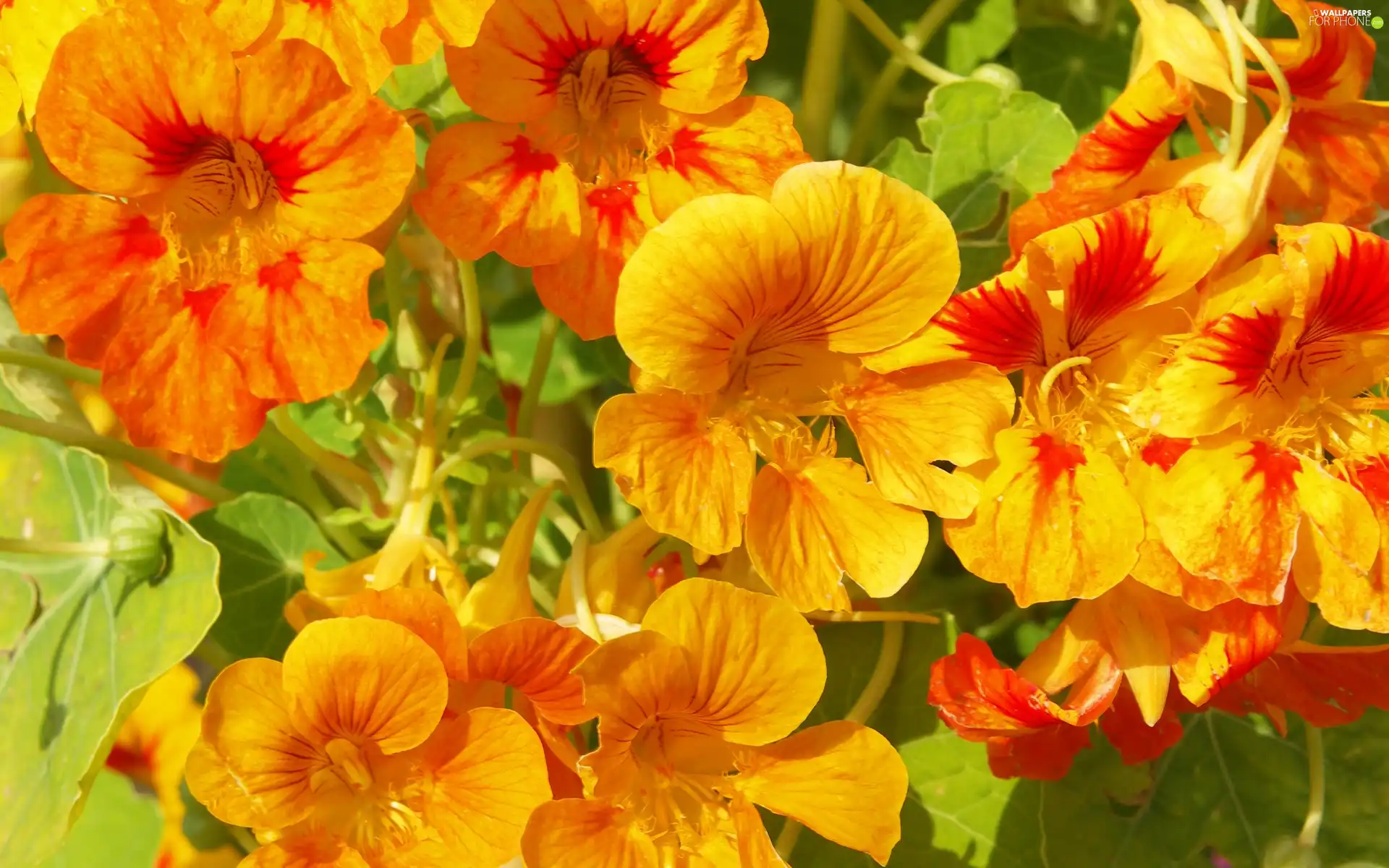 Flowers, yellow, Orange