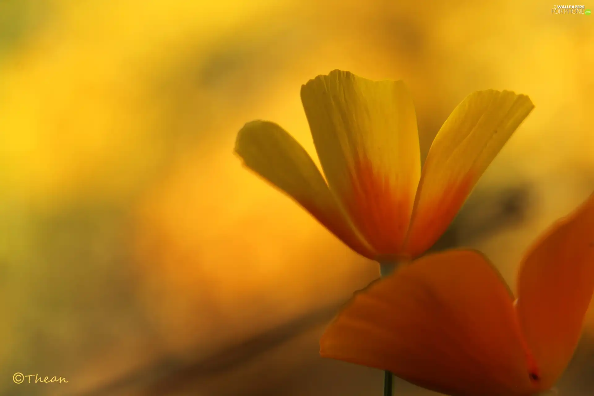 Flowers, Yellow, Orange