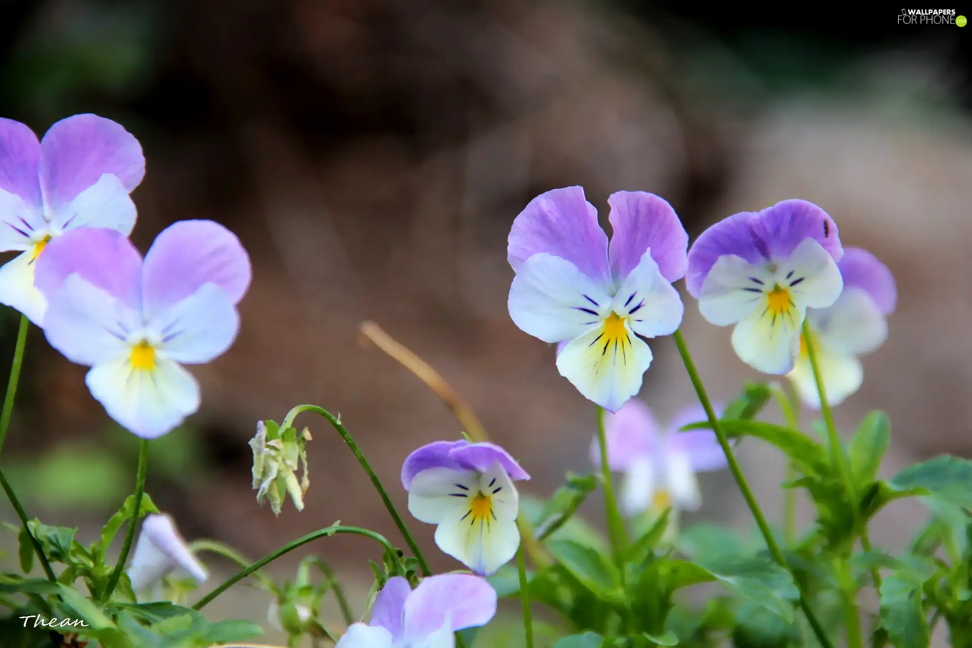 pansies, Flowers