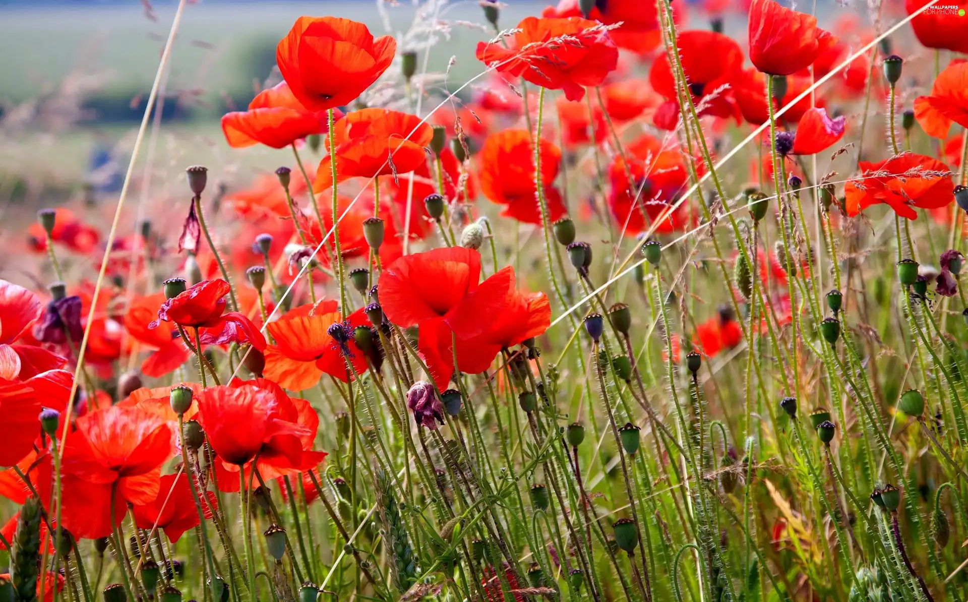 Flowers, Red, papavers