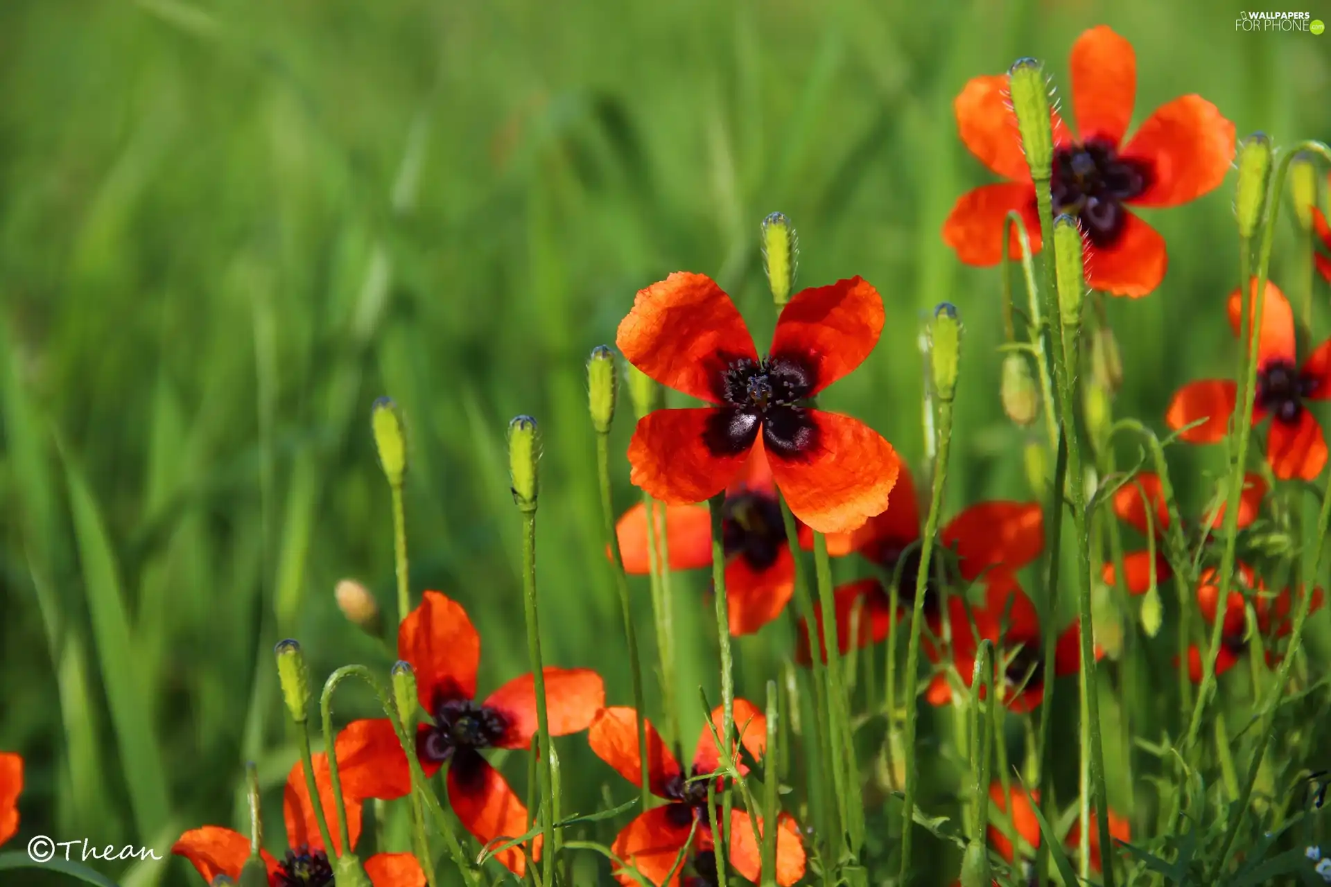 Flowers, Red, papavers