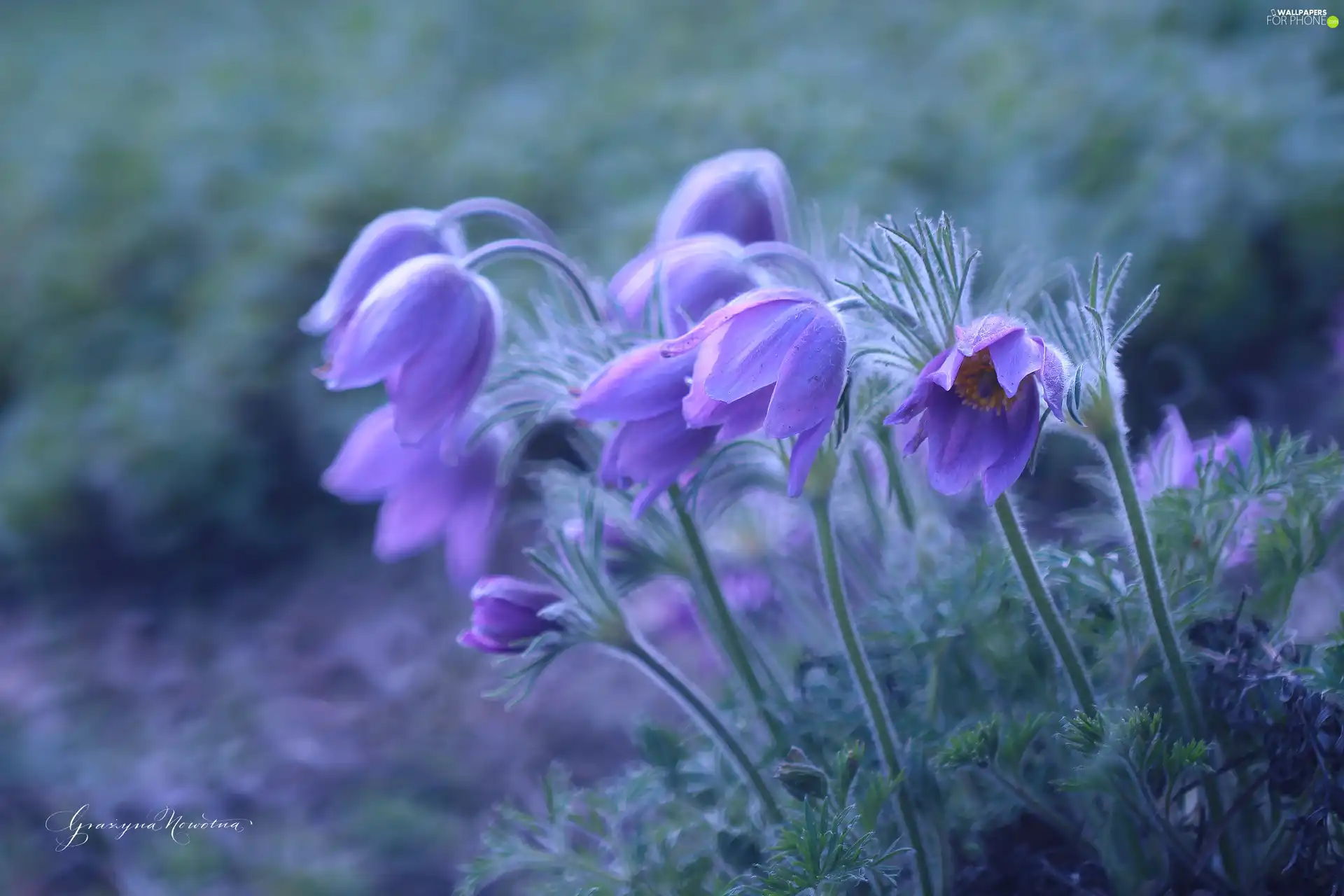 Flowers, purple, pasque