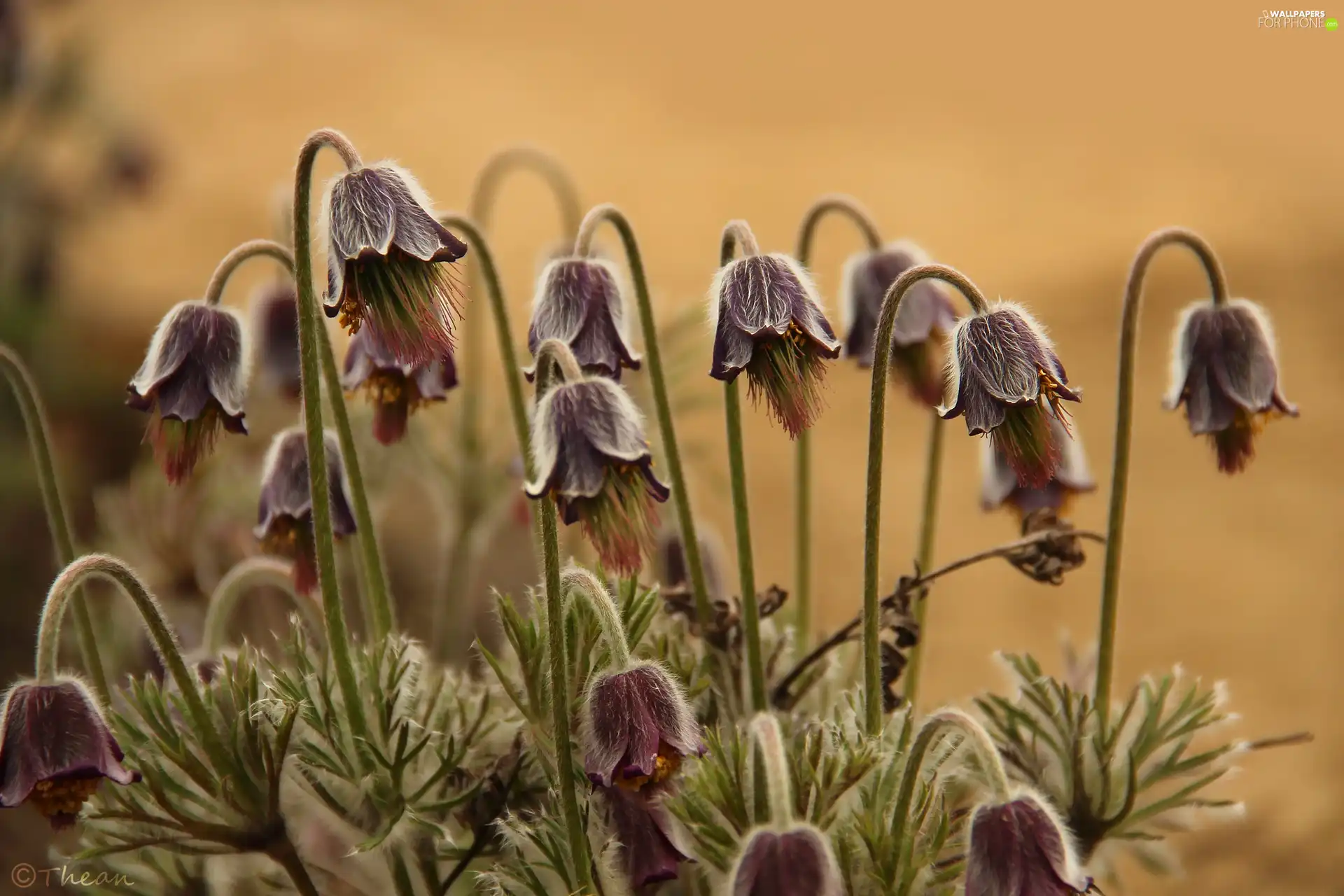 pasque, Flowers