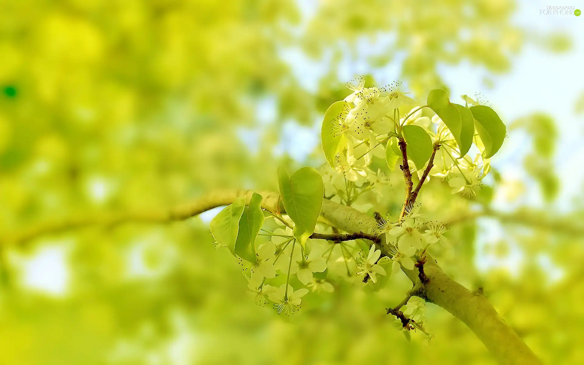 Pear, Flowers