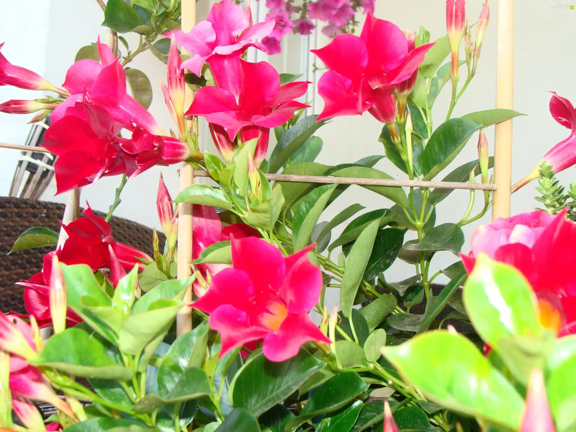 Pink, Flowers