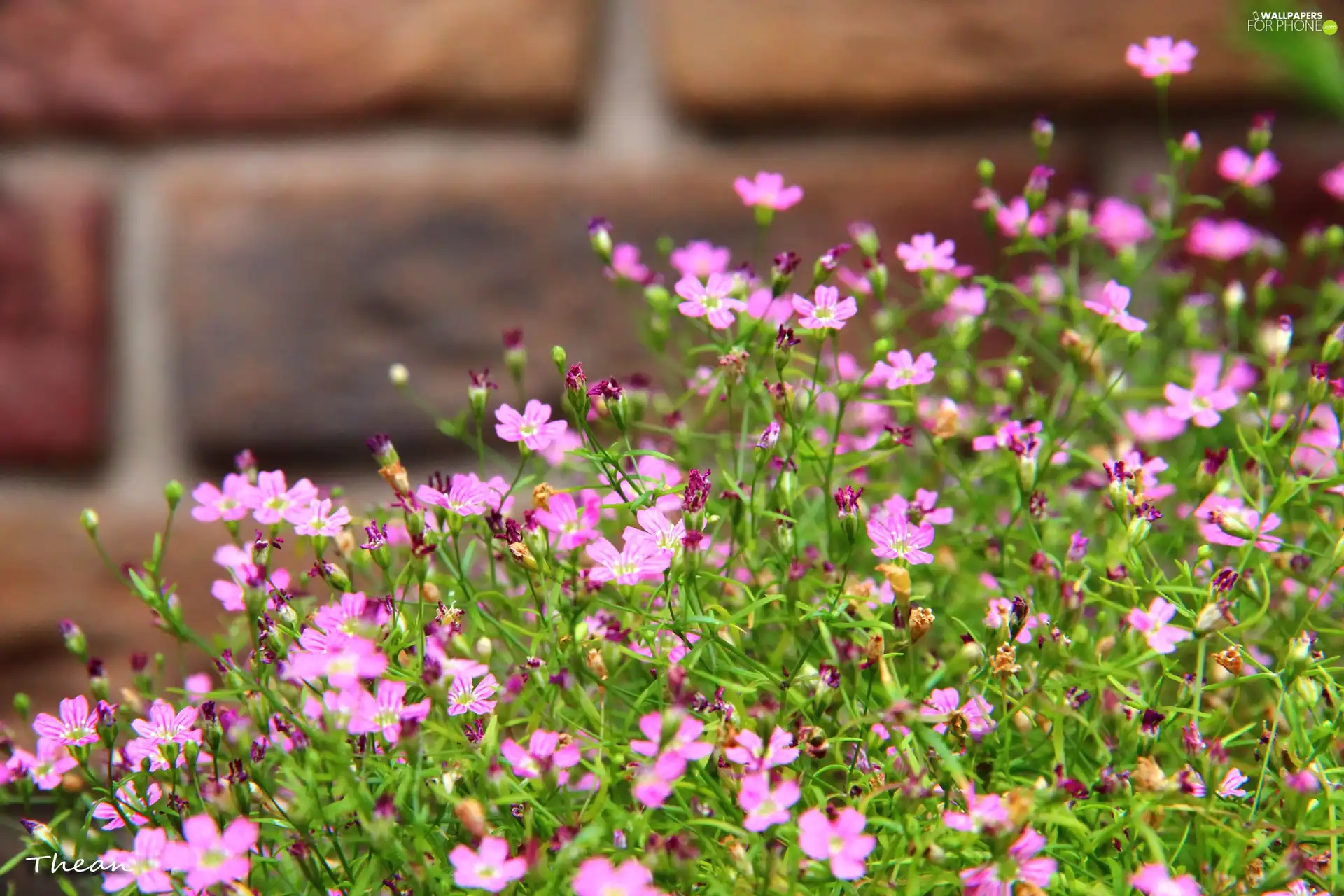 Pink, Flowers