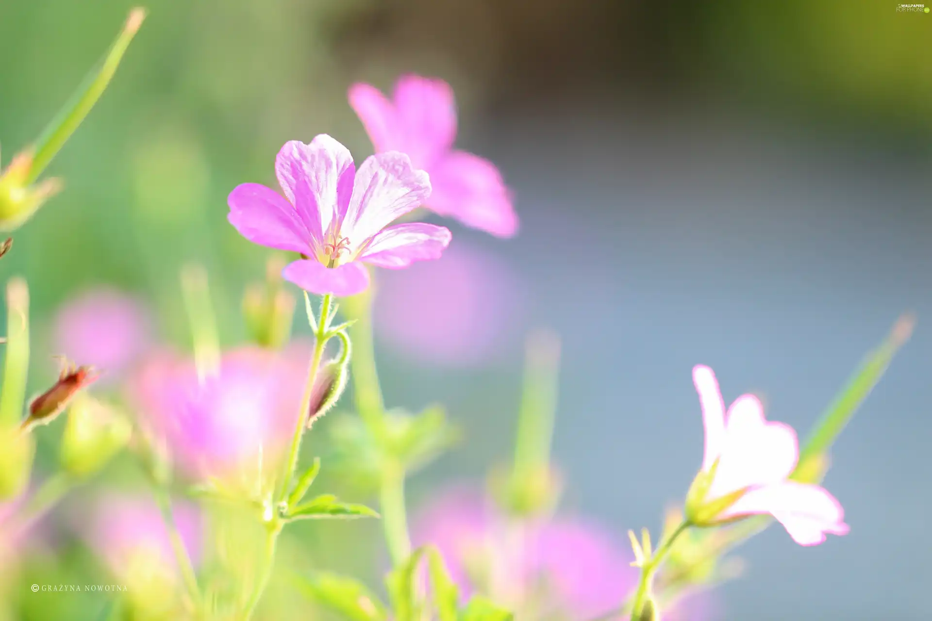 Pink, Flowers