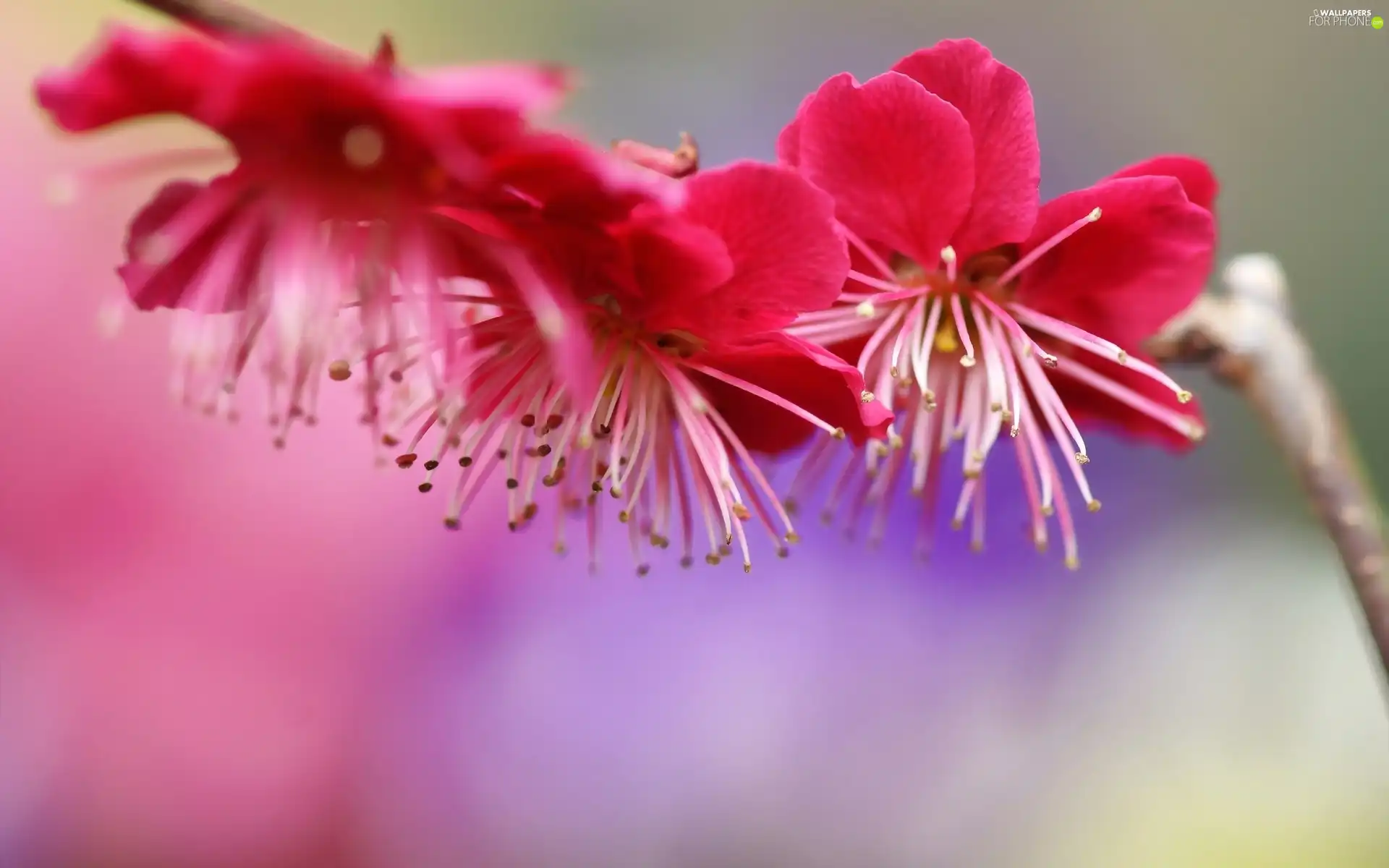 Pink, Flowers