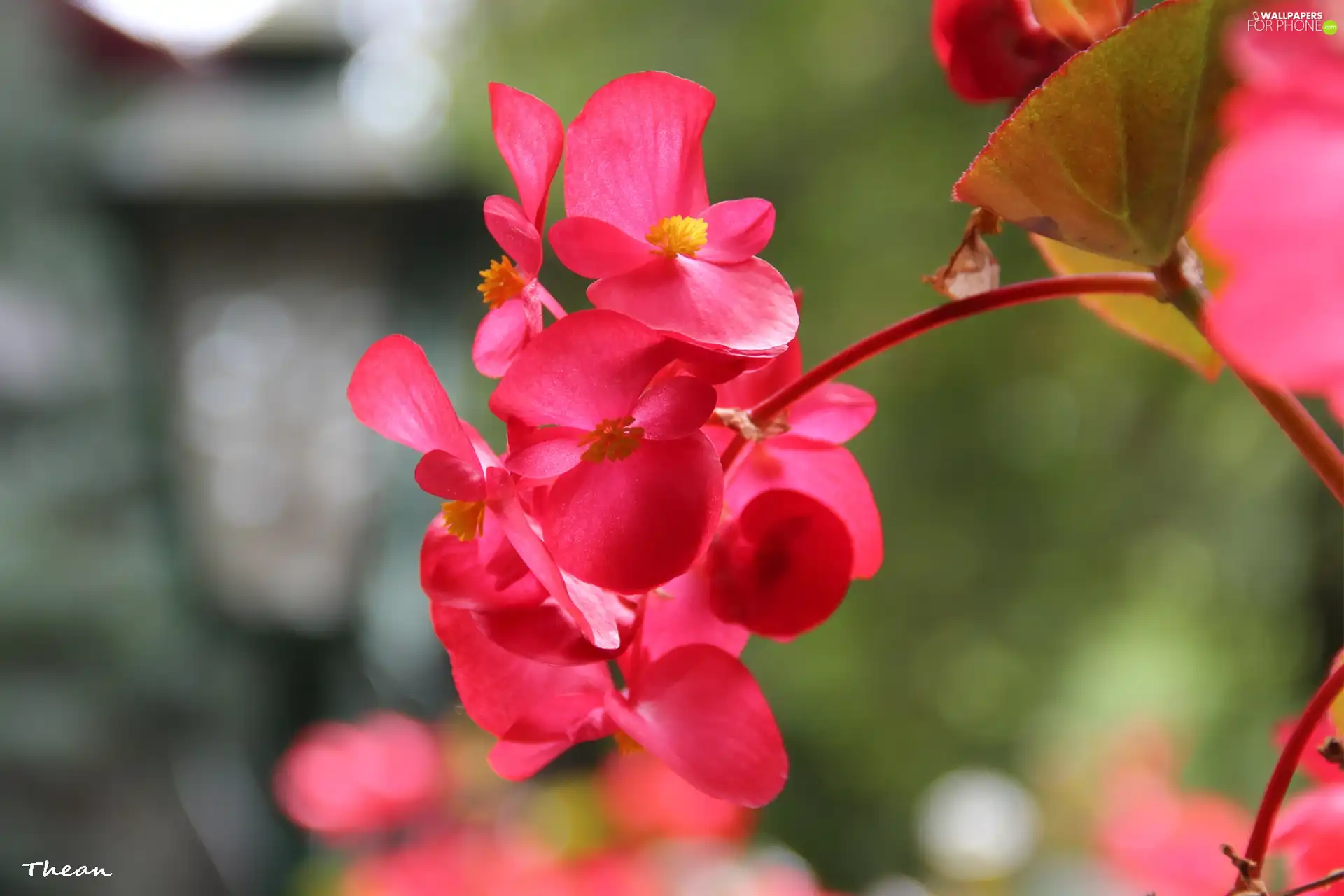 Pink, Flowers