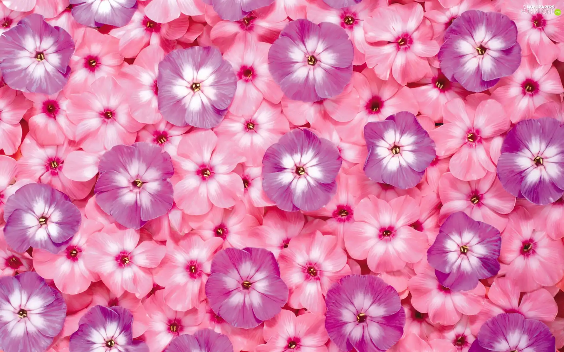 Pink, Flowers