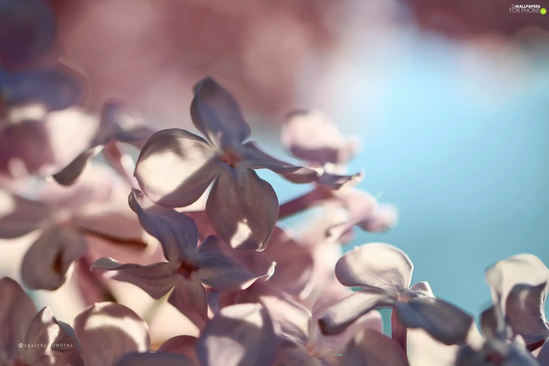 Pink, Bush, Flowers, without