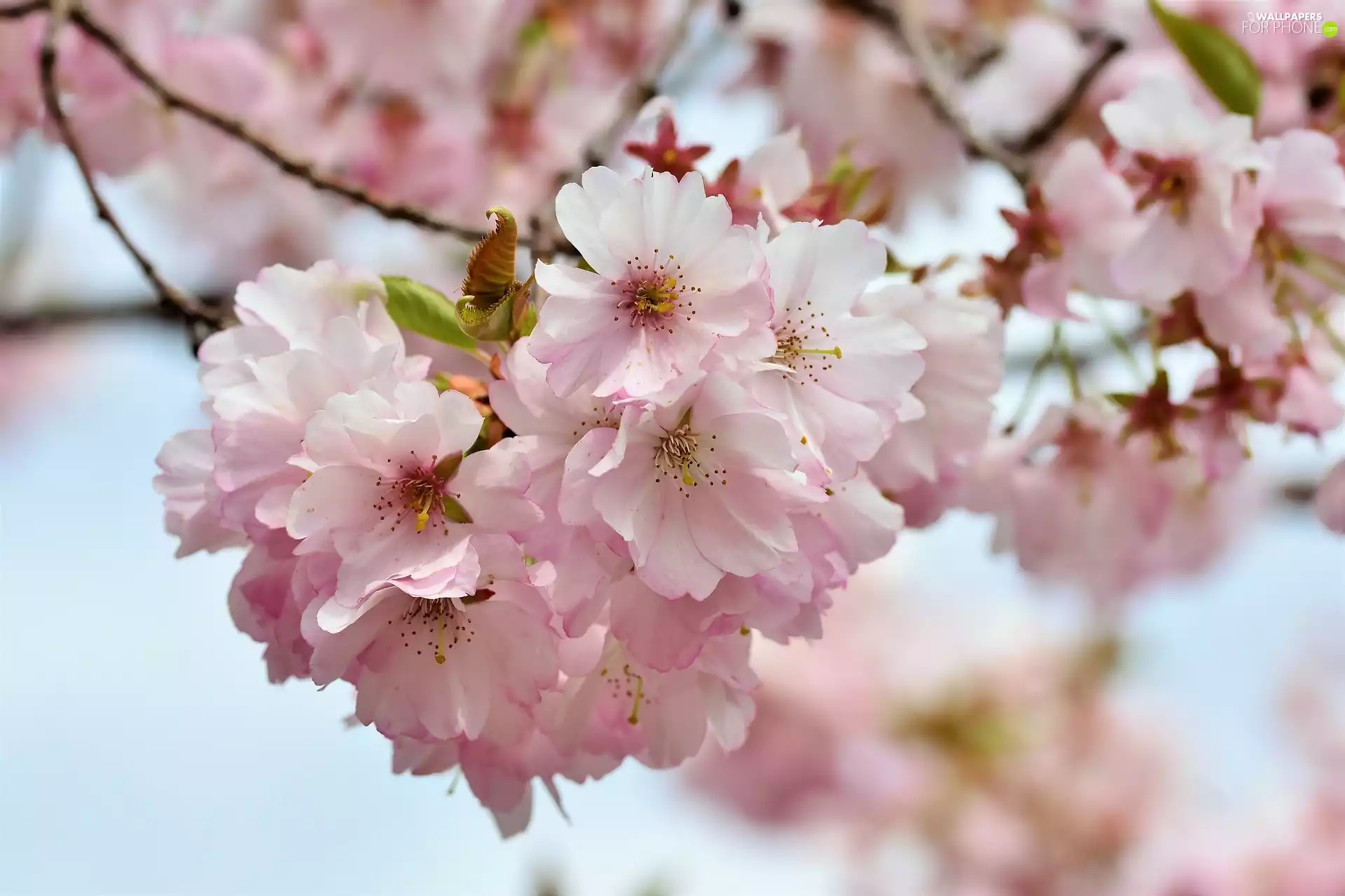 Fruit Tree, cherry, Flowers, Twigs, Pink