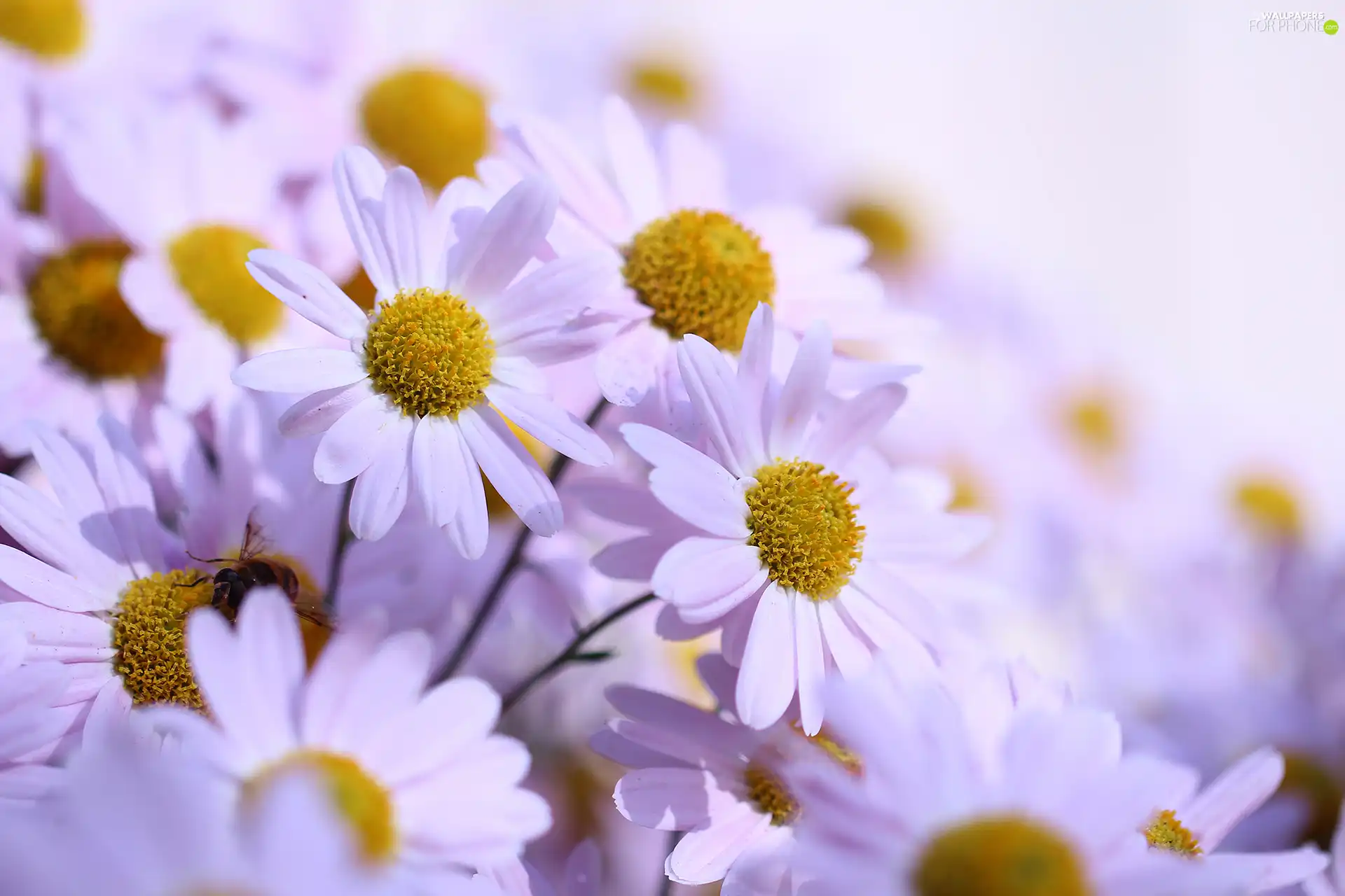 Flowers, Chrysanthemums, Pink