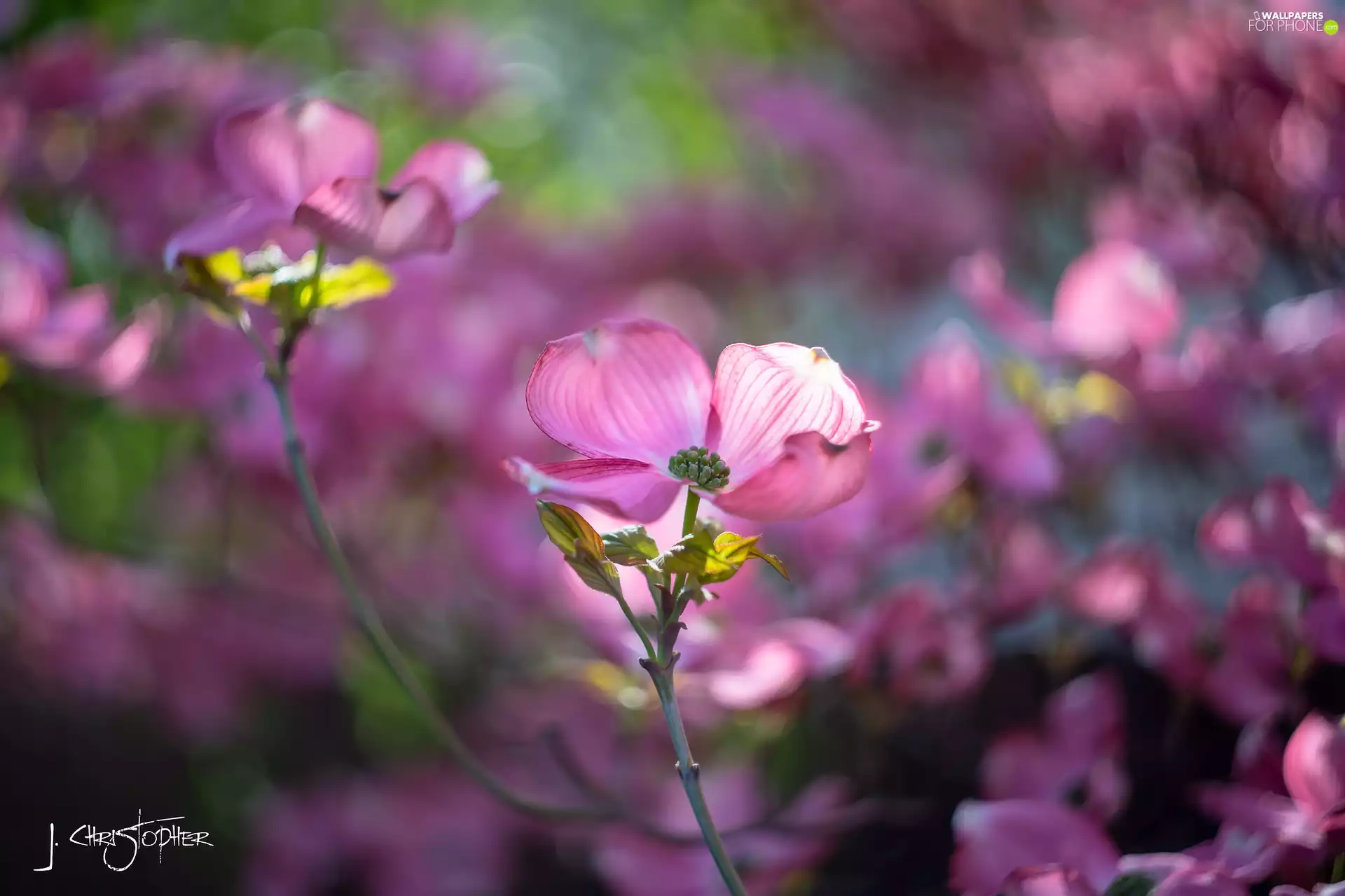 dog-wood, Colourfull Flowers, rapprochement, Pink