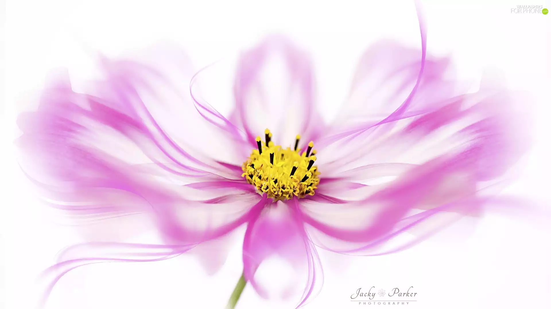 rods, graphics, Colourfull Flowers, Yellow, Pink