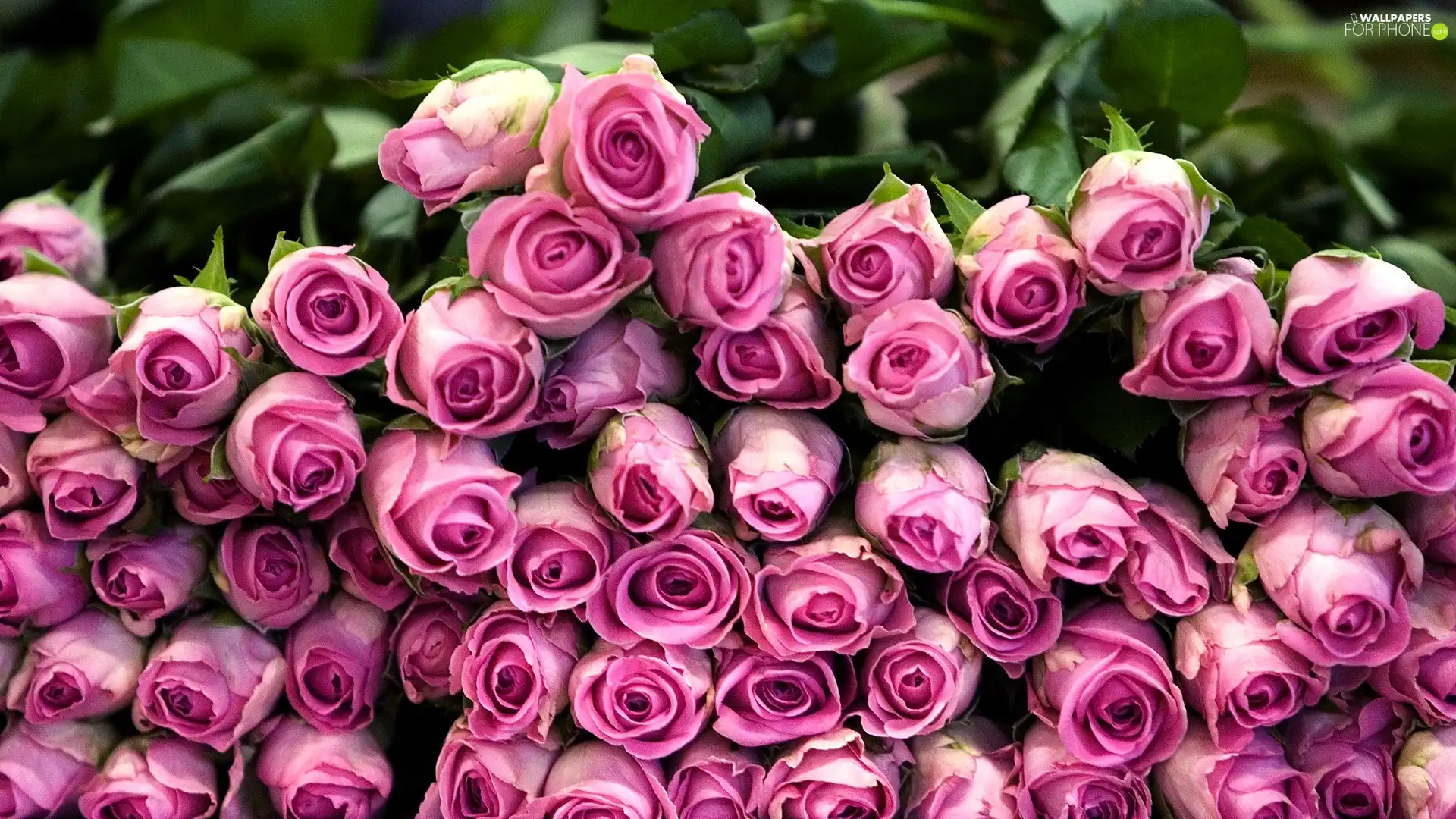 Pink, dump, flowers, roses