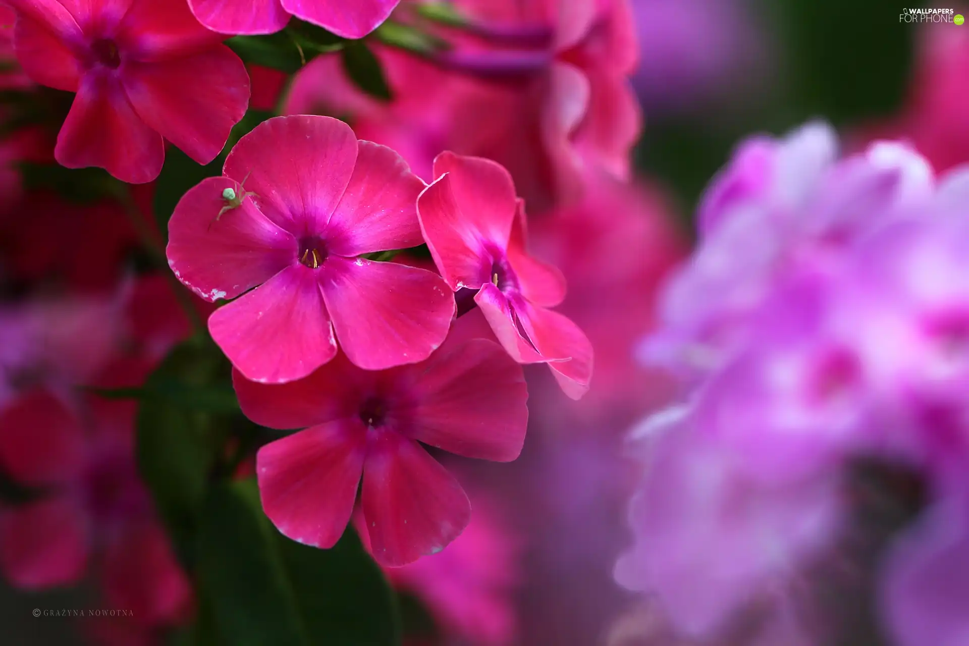 Flowers, phlox, Pink