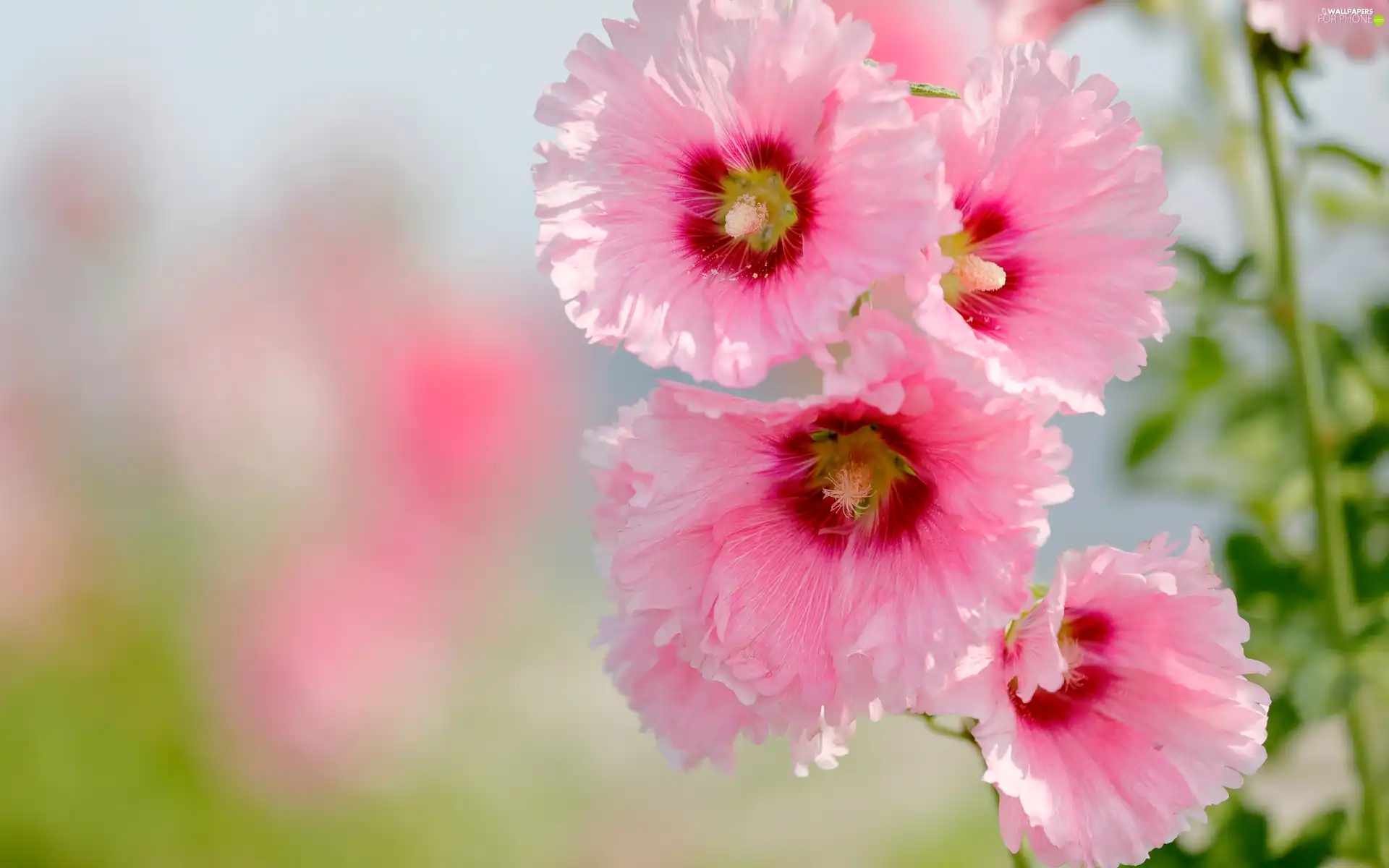 Pink, mallow, Leaf, Flowers