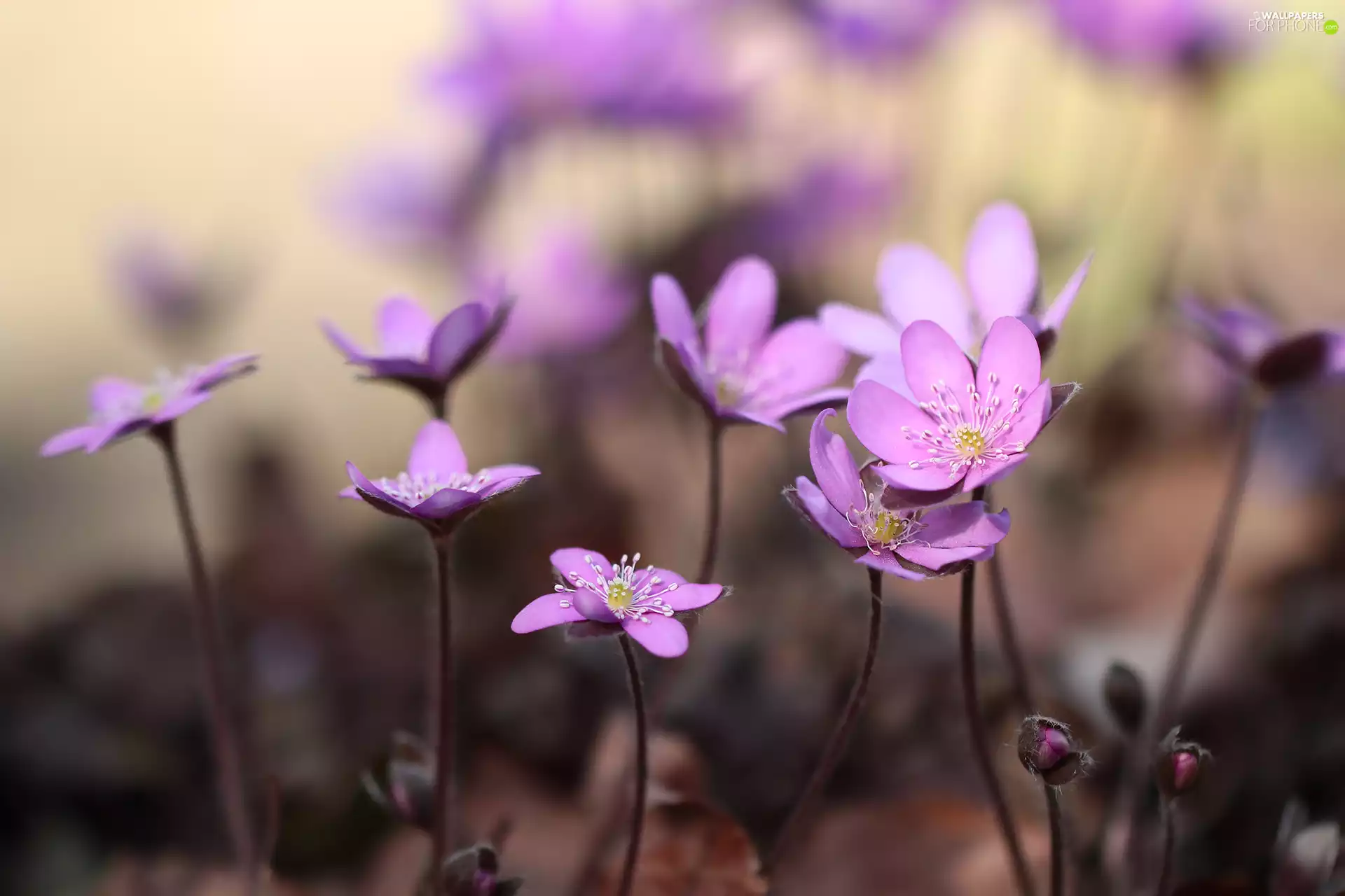 Flowers, Liverleaf, Pink