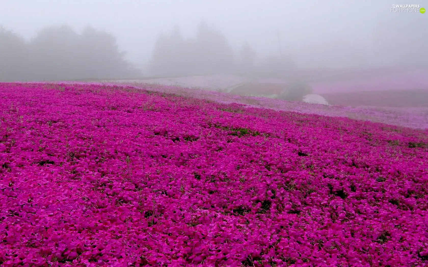 flowers, Meadow, pink