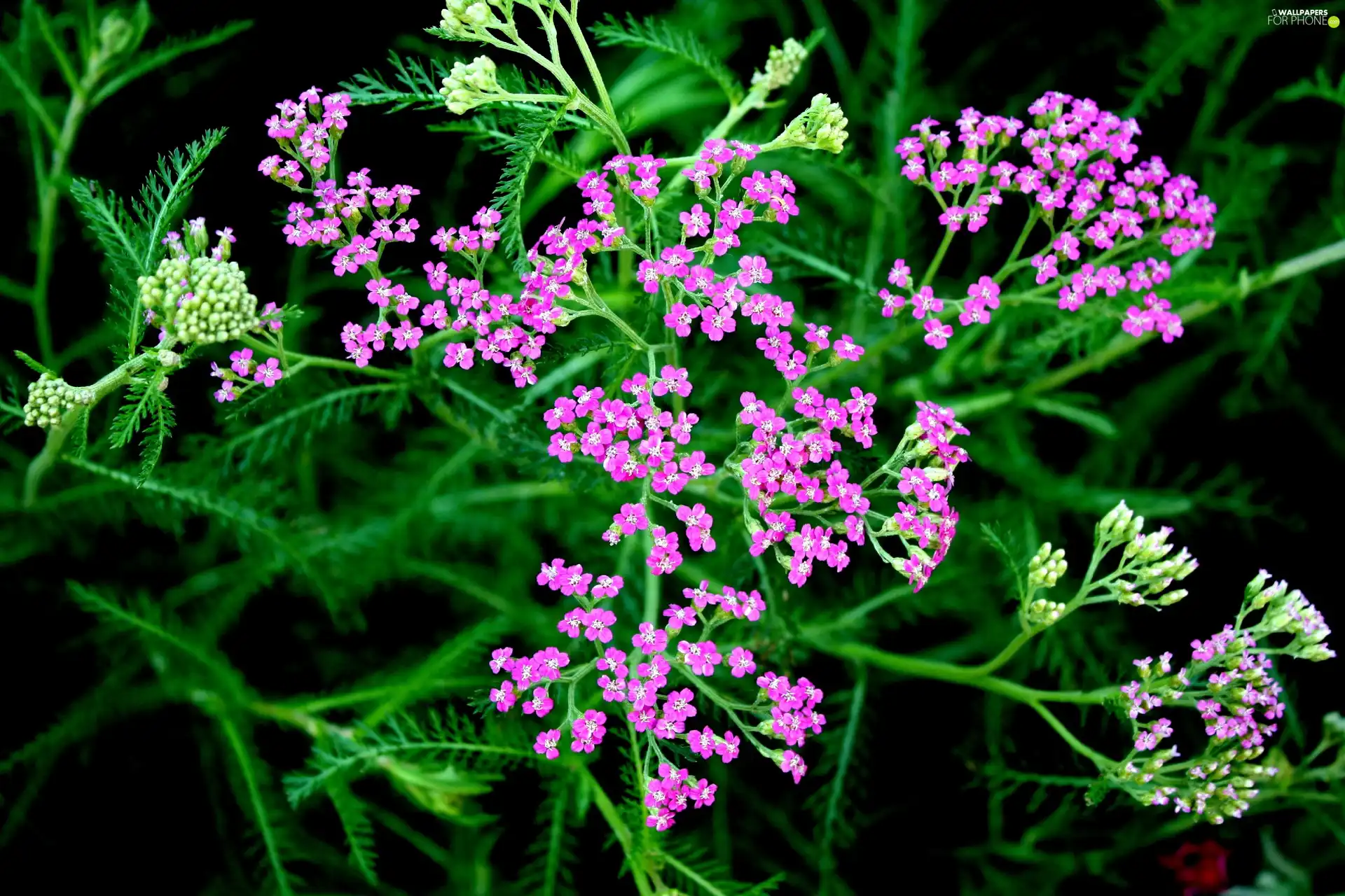 Flowers, milfoil, Pink