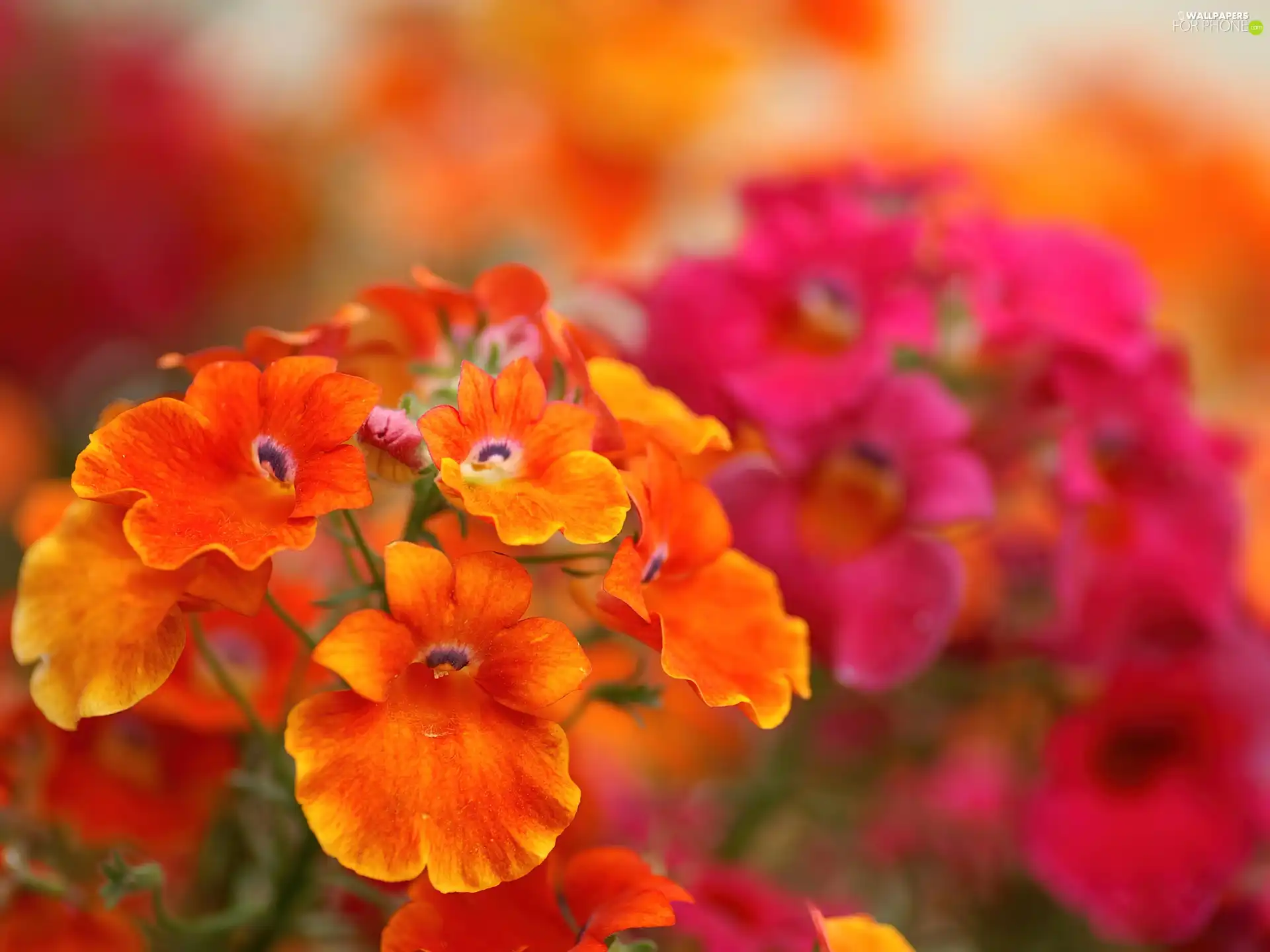 flowers, Orange, Pink