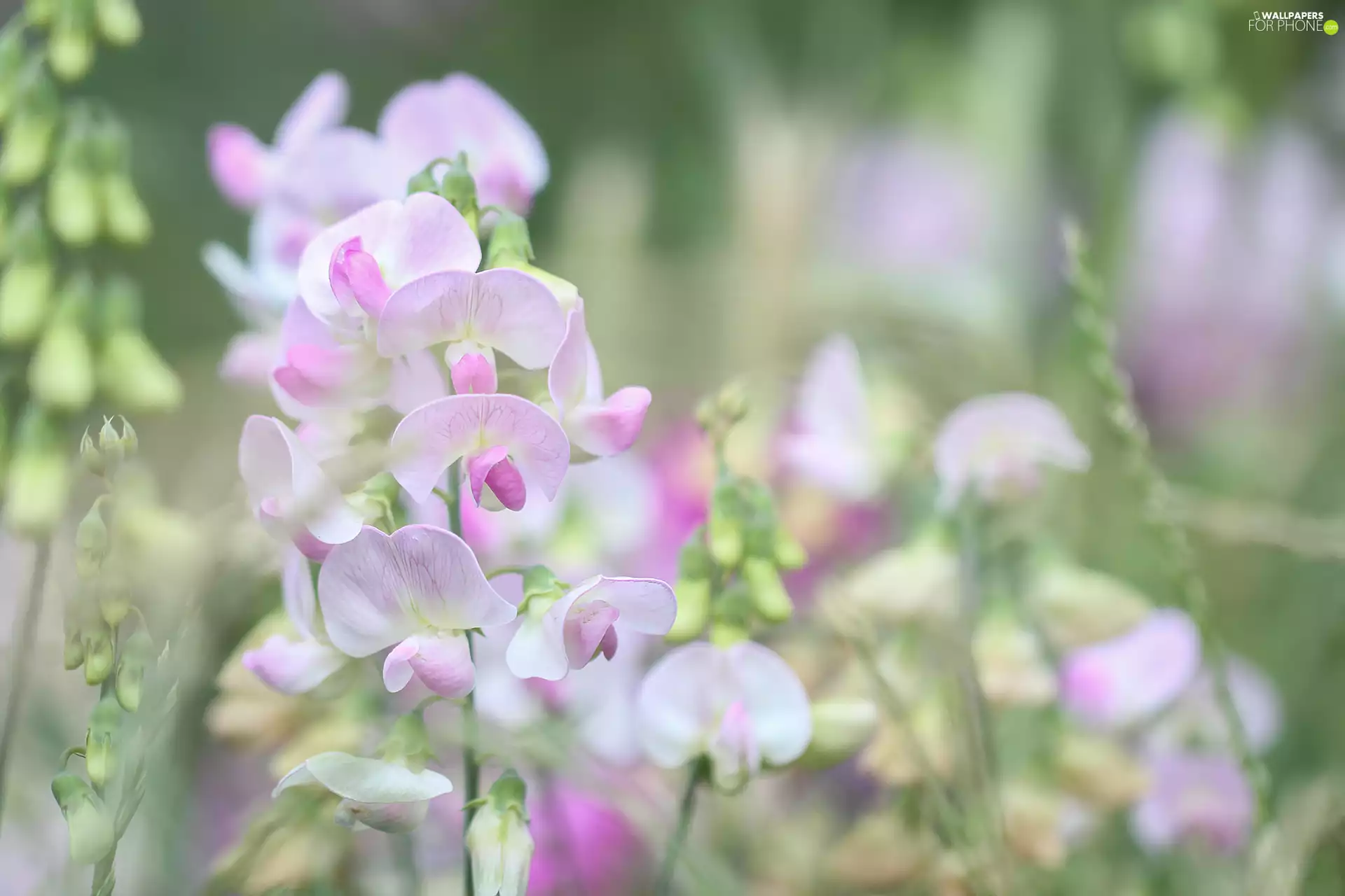 Flowers, peas, Pink