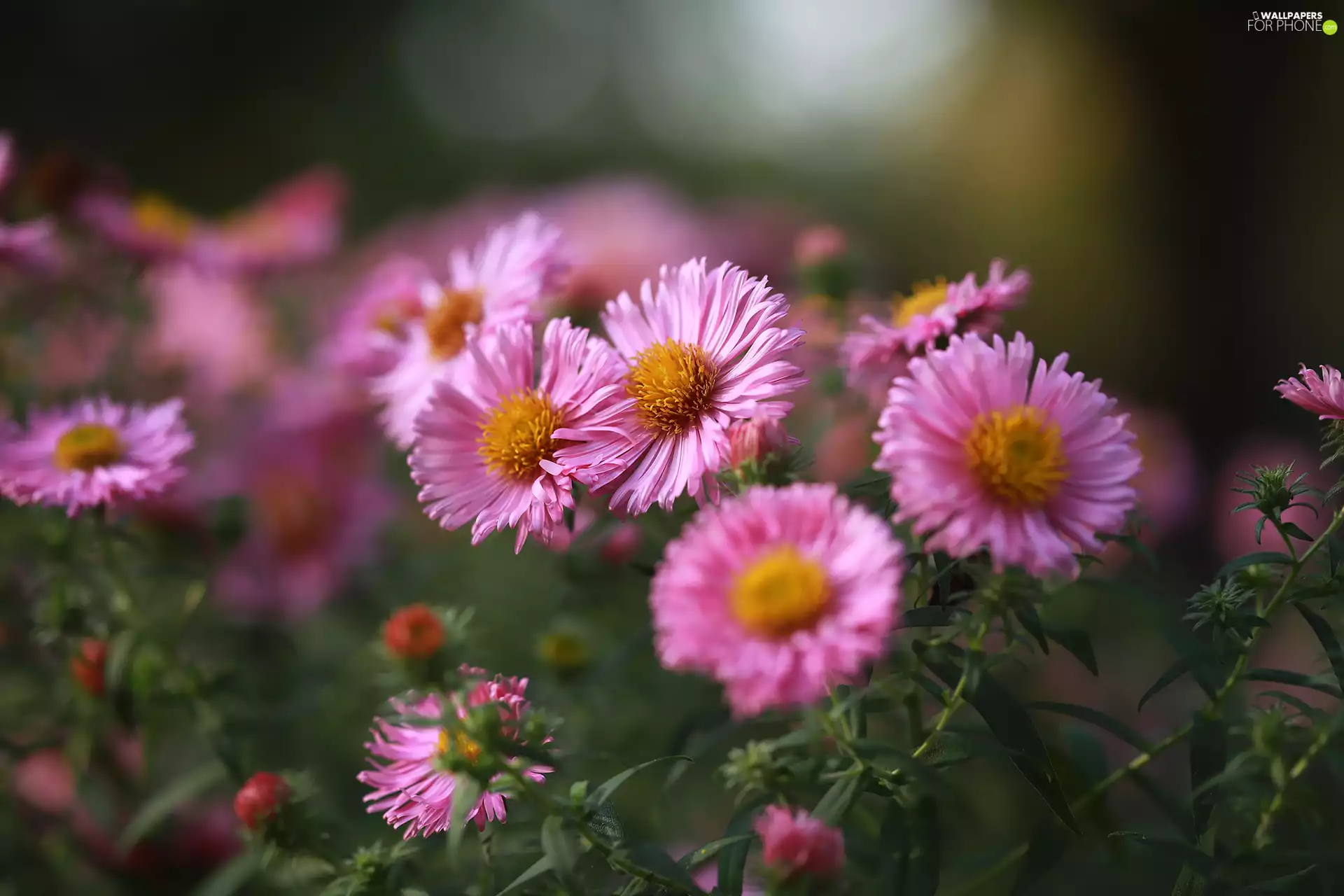Pink, Astra, rapprochement, Flowers