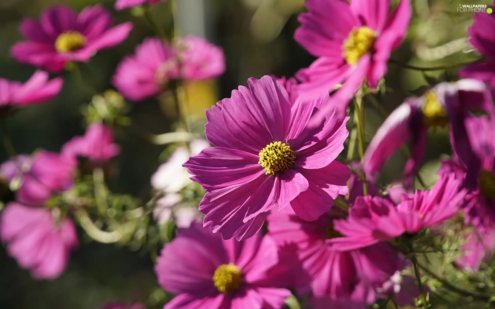 Pink, Cosmos, rapprochement, Flowers