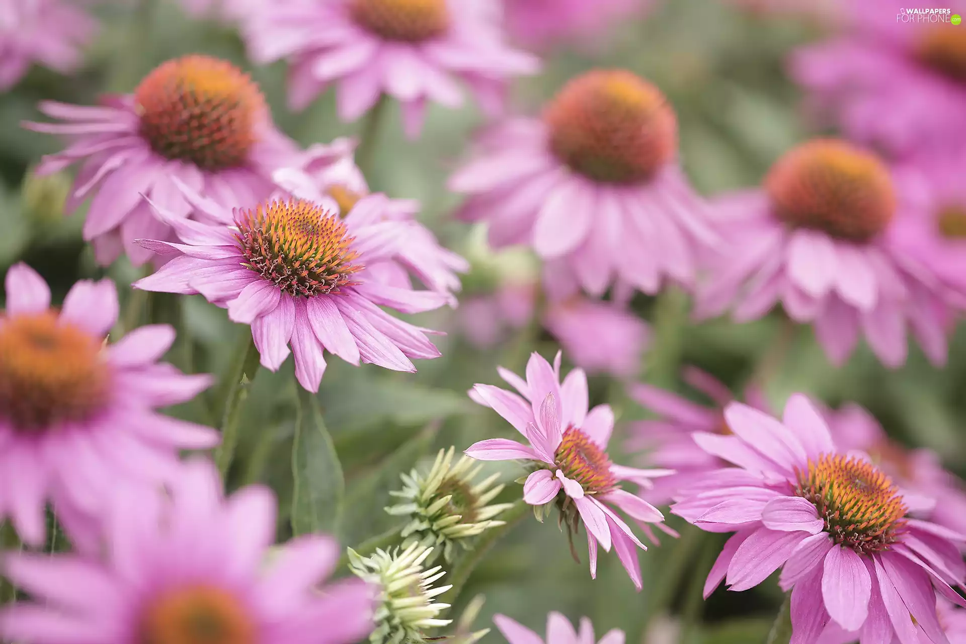 Pink, echinacea, rapprochement, Flowers