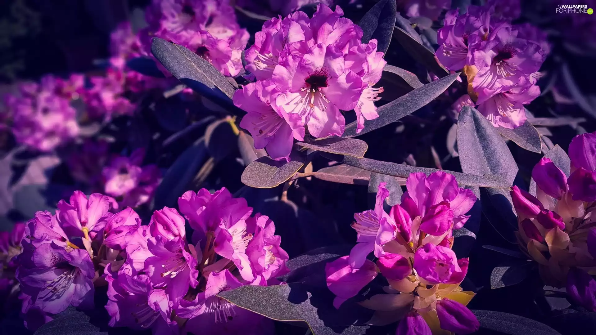 Pink, rhododendron, rhododendron, Flowers