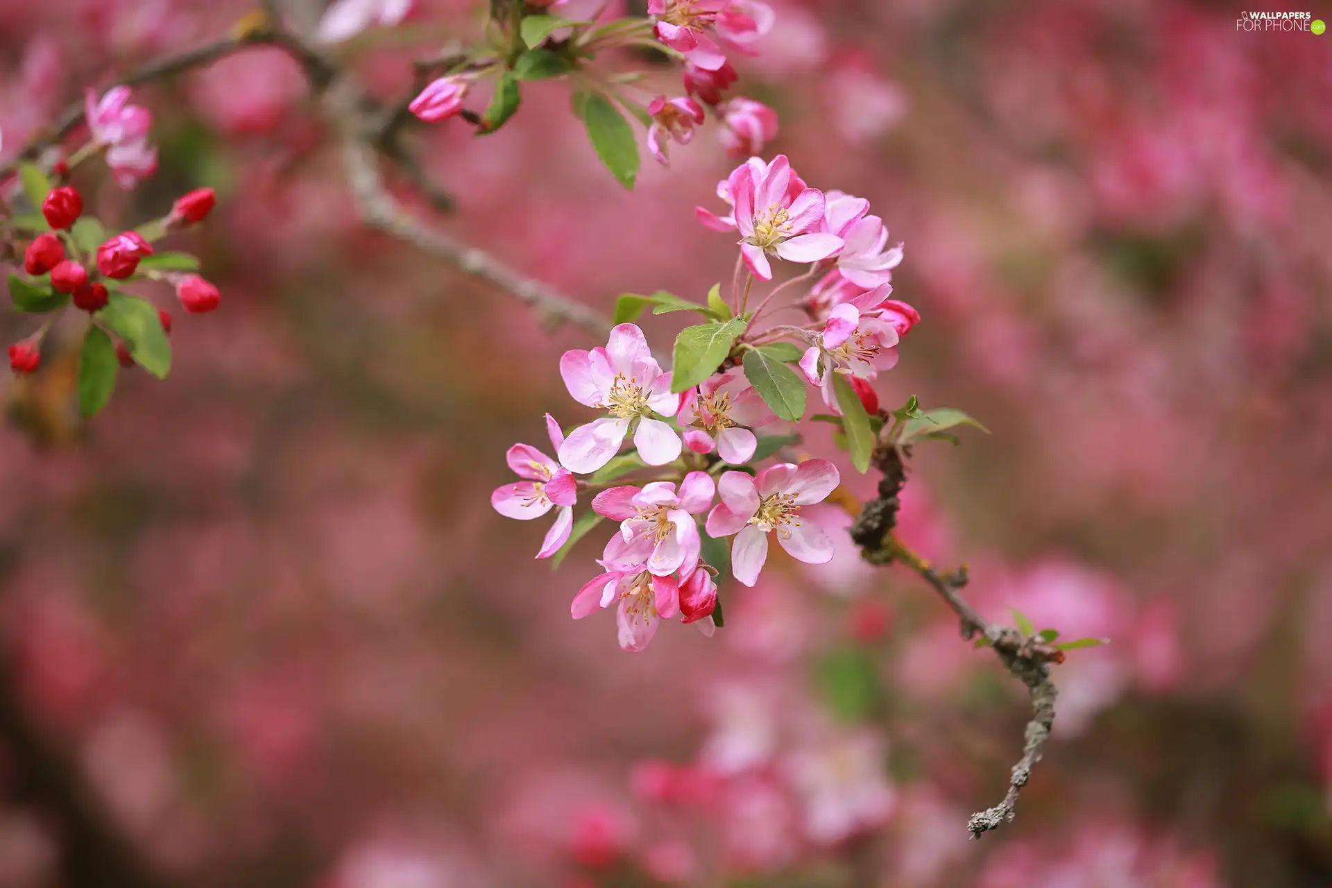 Twigs, Fruit Tree, Flowers, Flourished, Pink