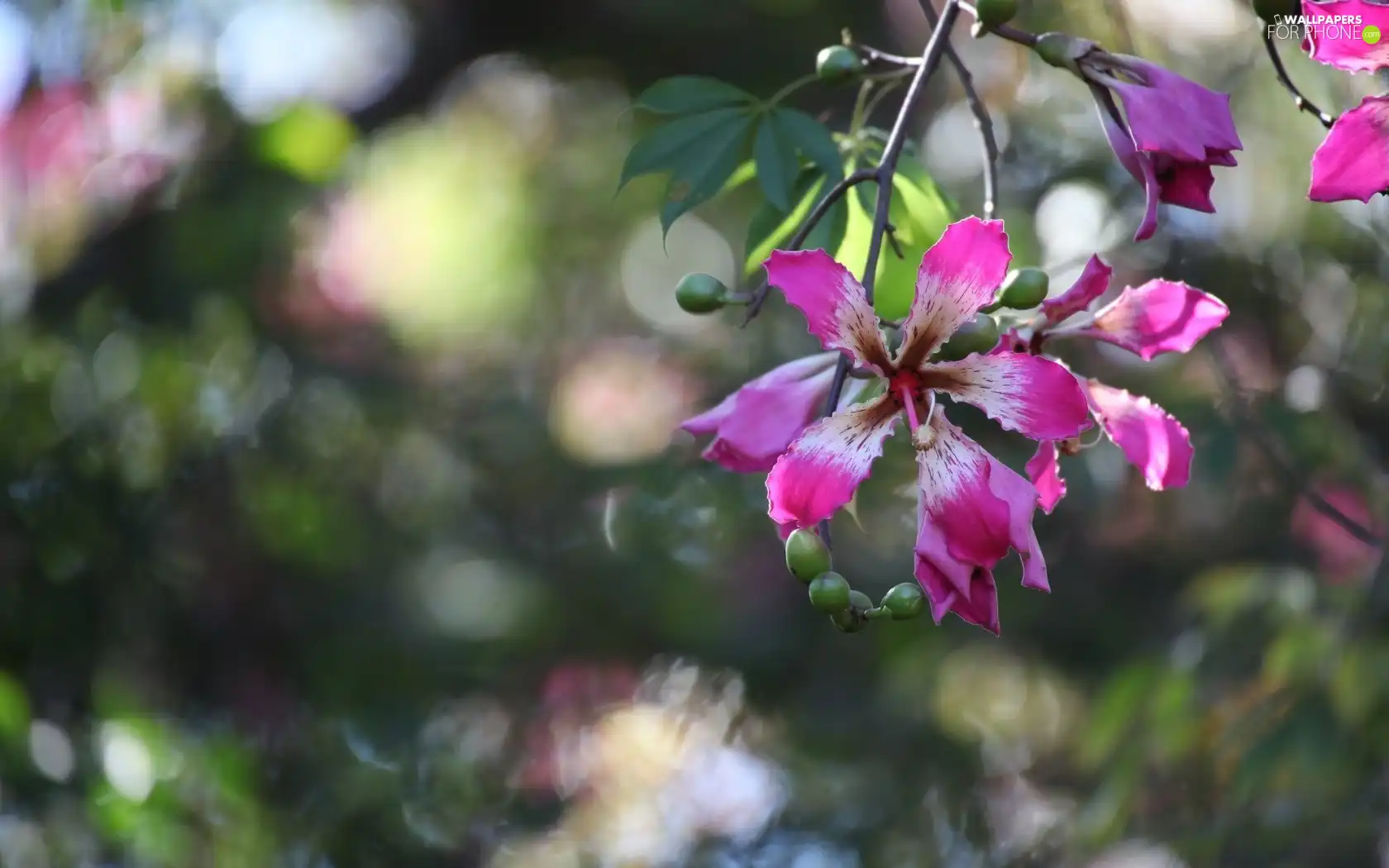 Flowers, twig, Pink