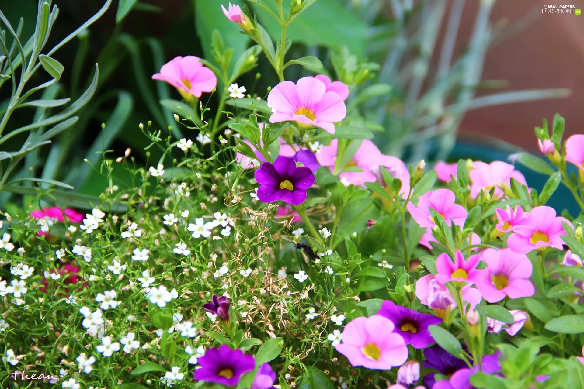 Pink, White, Flowers, purple