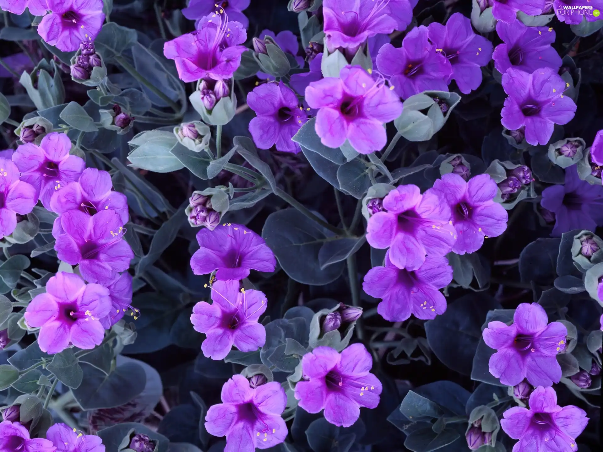 Pink, Flowers