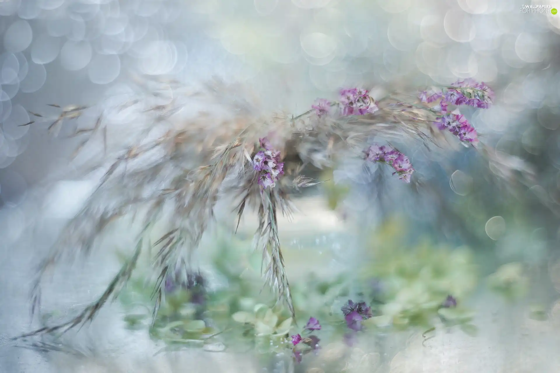 Flowers, dry, Plants